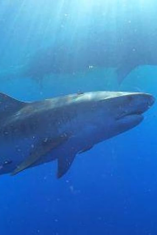 Nature Sharks of Hawaii