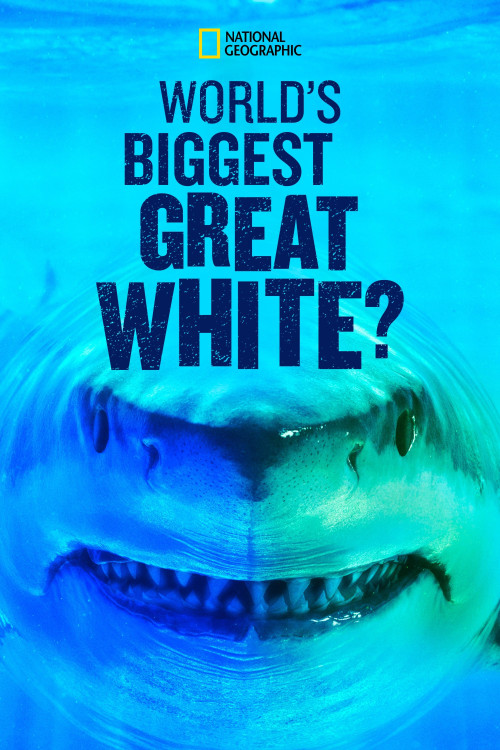 World's Biggest Great White Shark