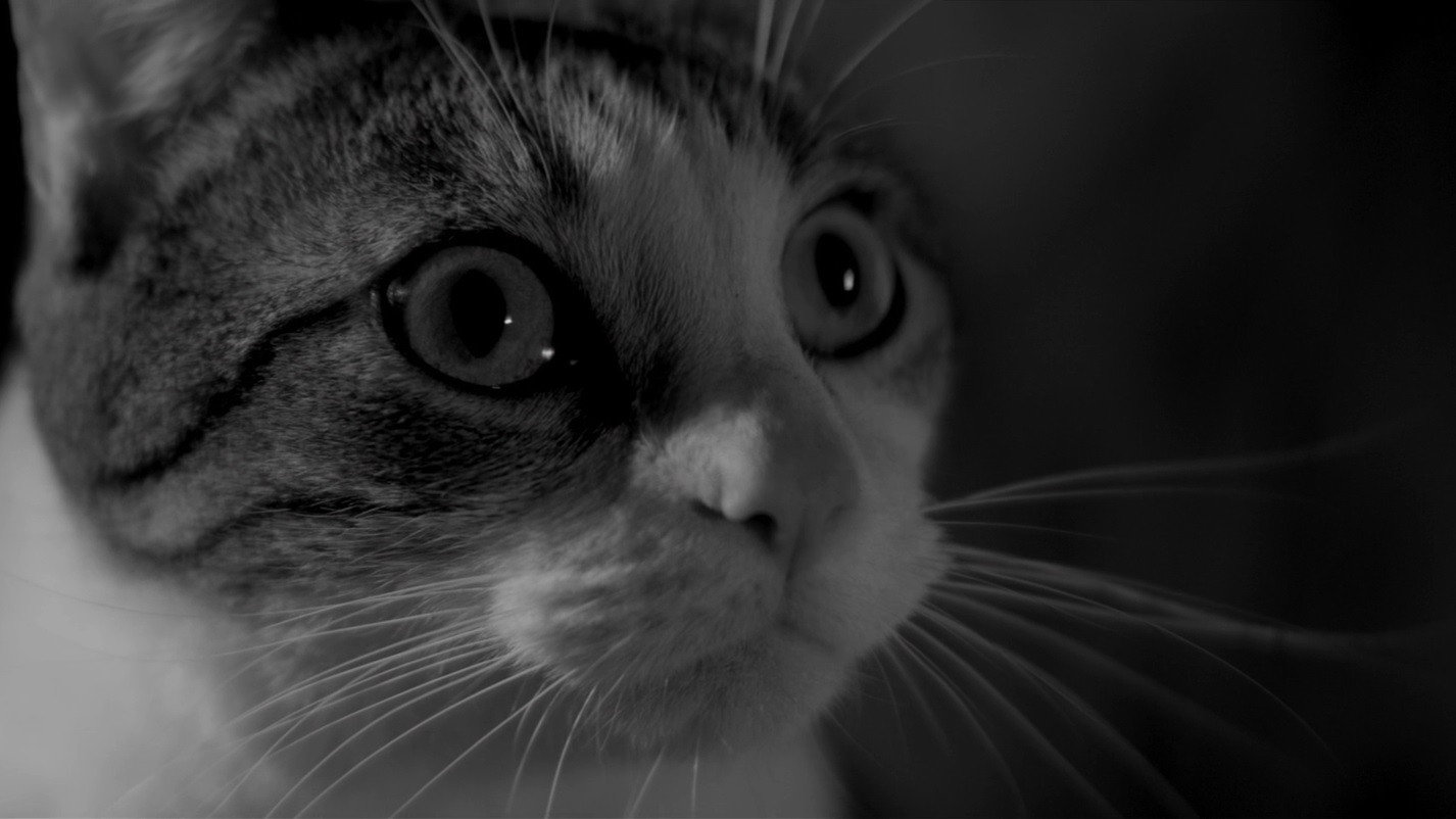 A Girl Walks Home Alone at Night scene photo
