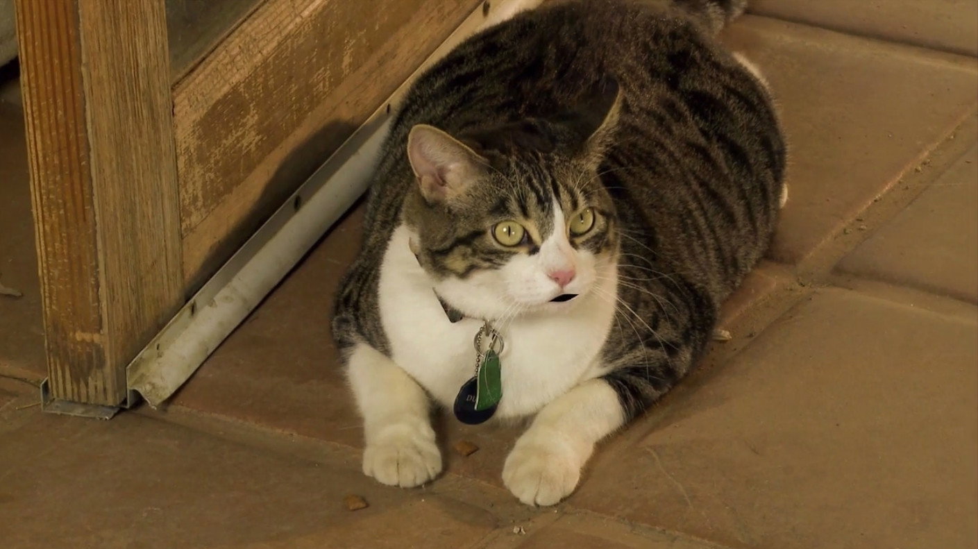 A Talking Cat!?! scene photo