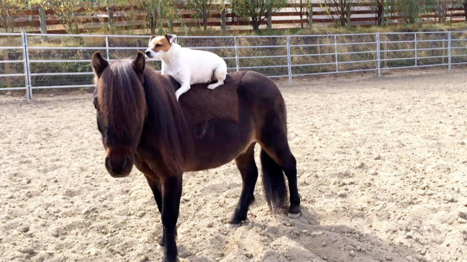 Adventures of Dally & Spanky scene photo