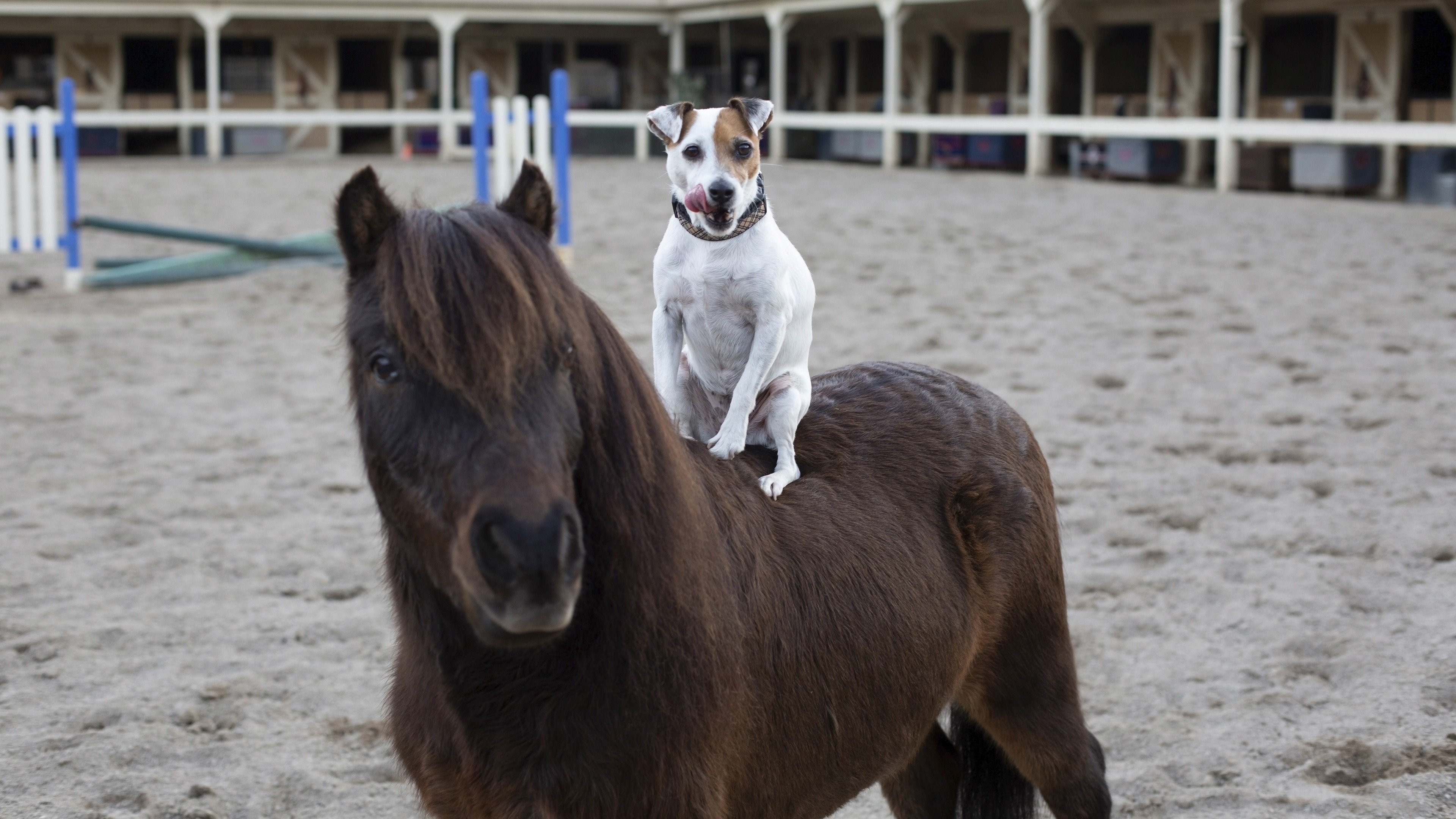 Adventures of Dally & Spanky scene photo