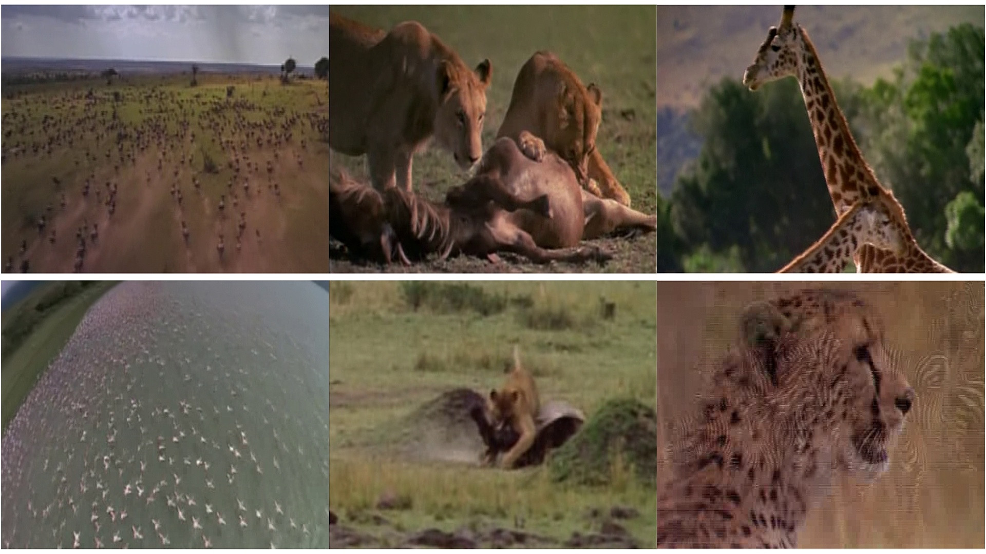 Africa: The Serengeti scene photo