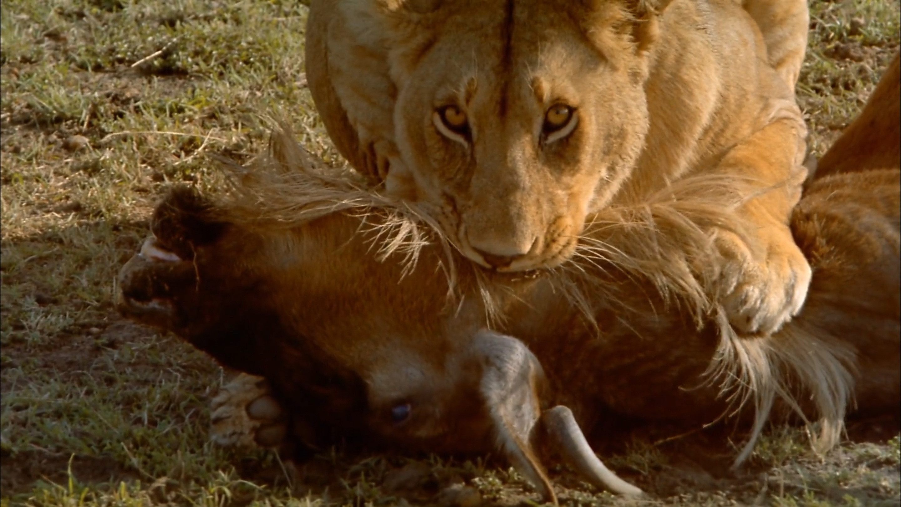 Africa: The Serengeti scene photo