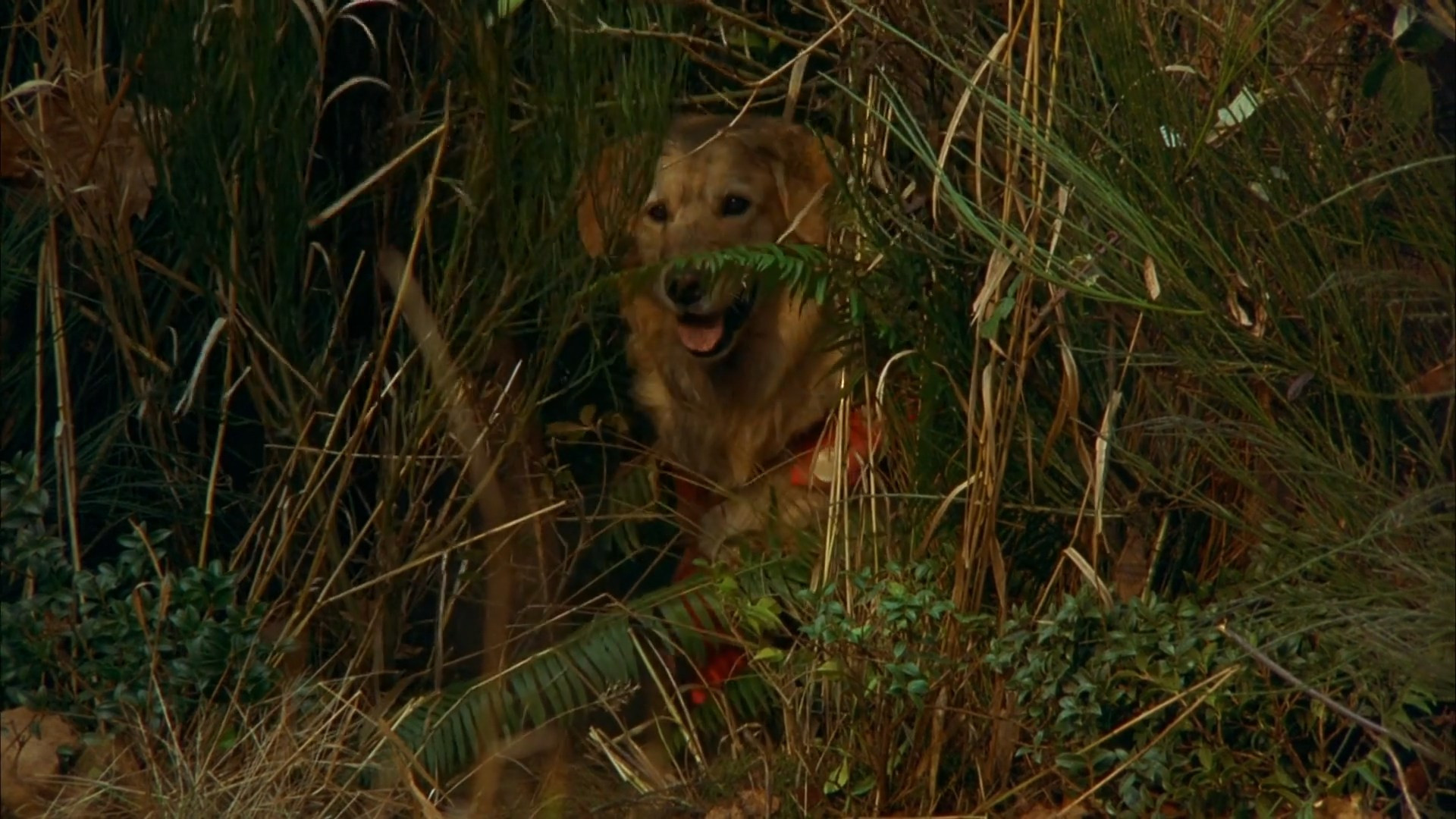 Air Bud scene photo