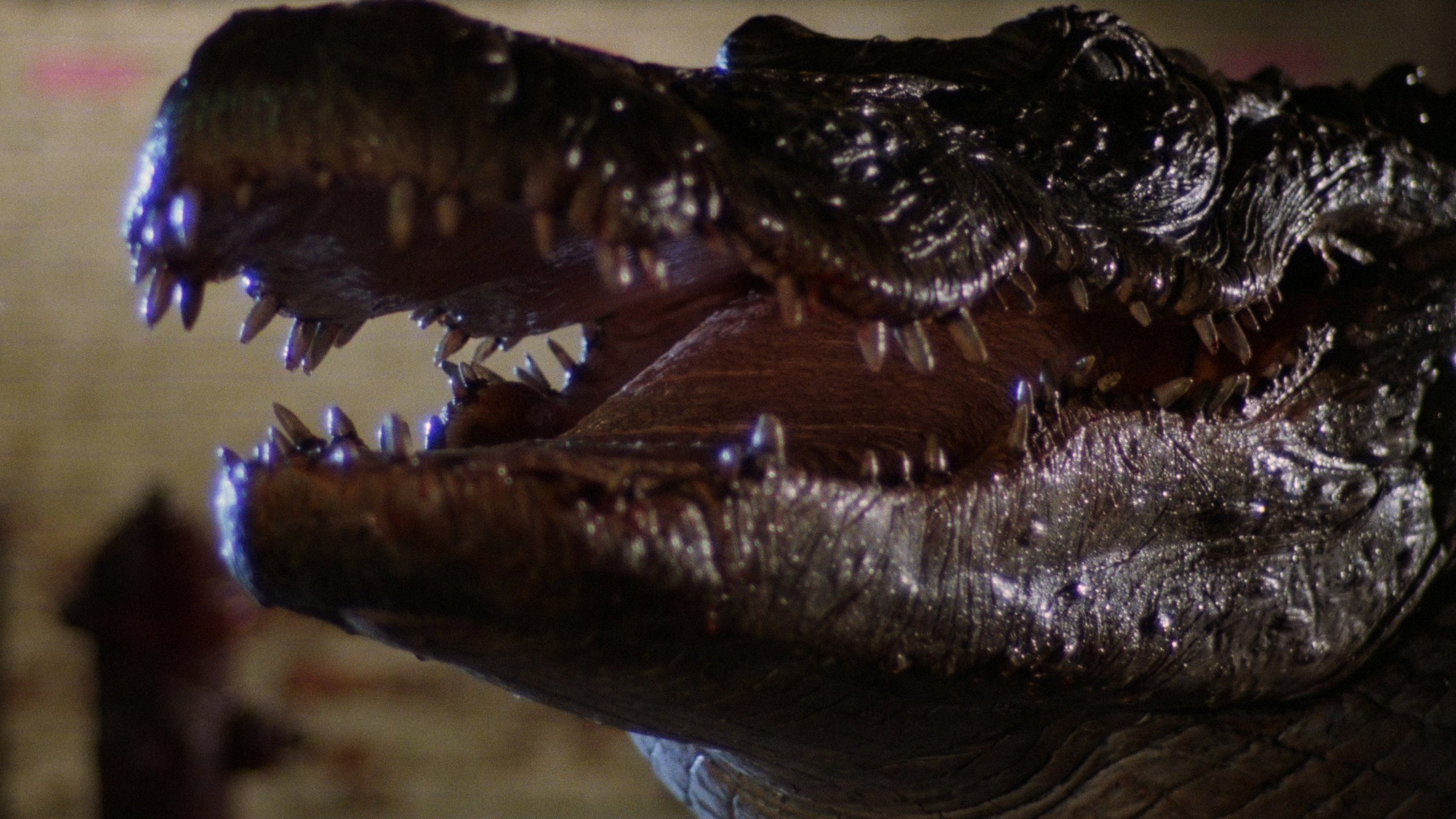 Alligator scene photo