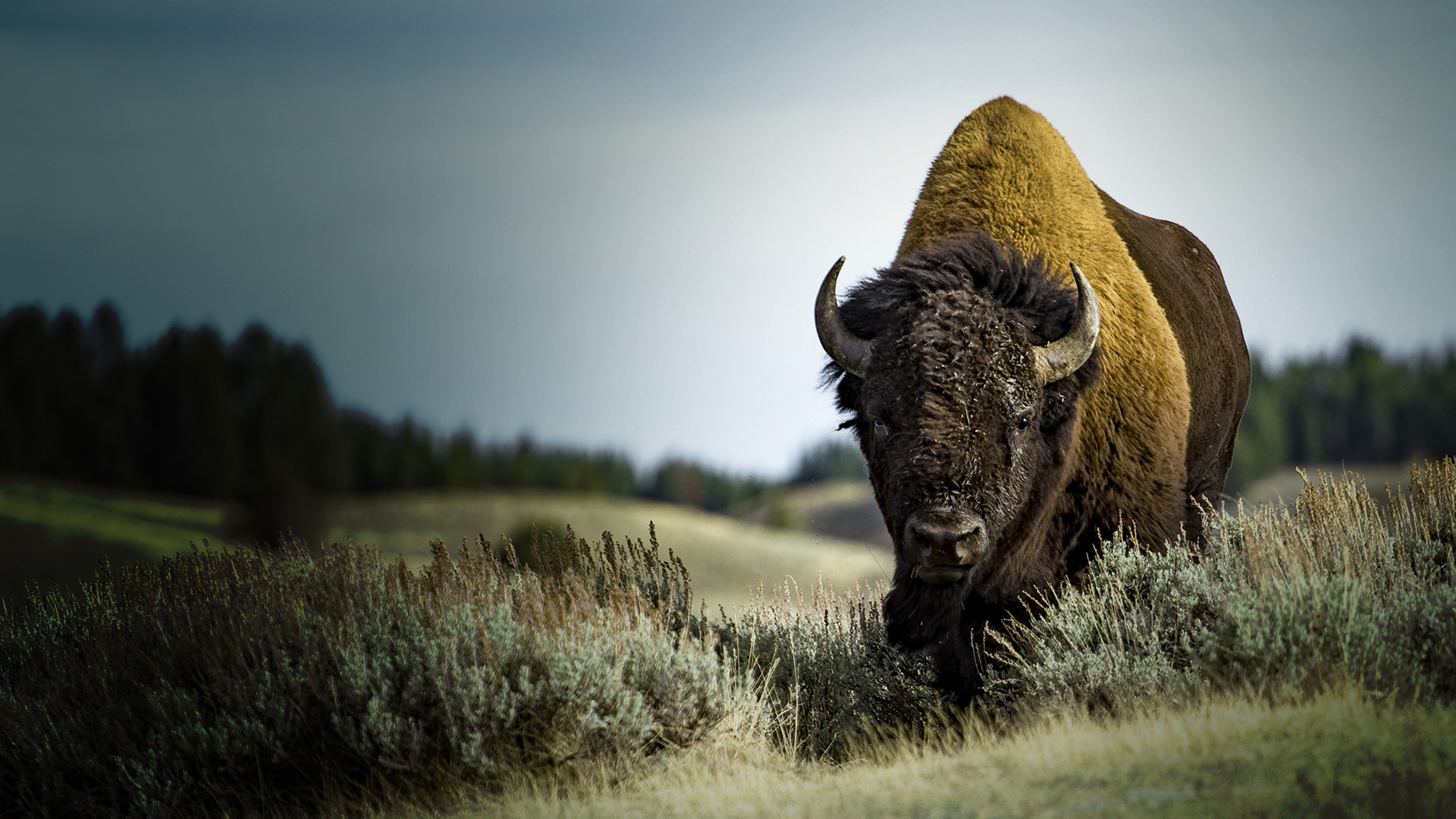 America's Greatest Animals scene photo