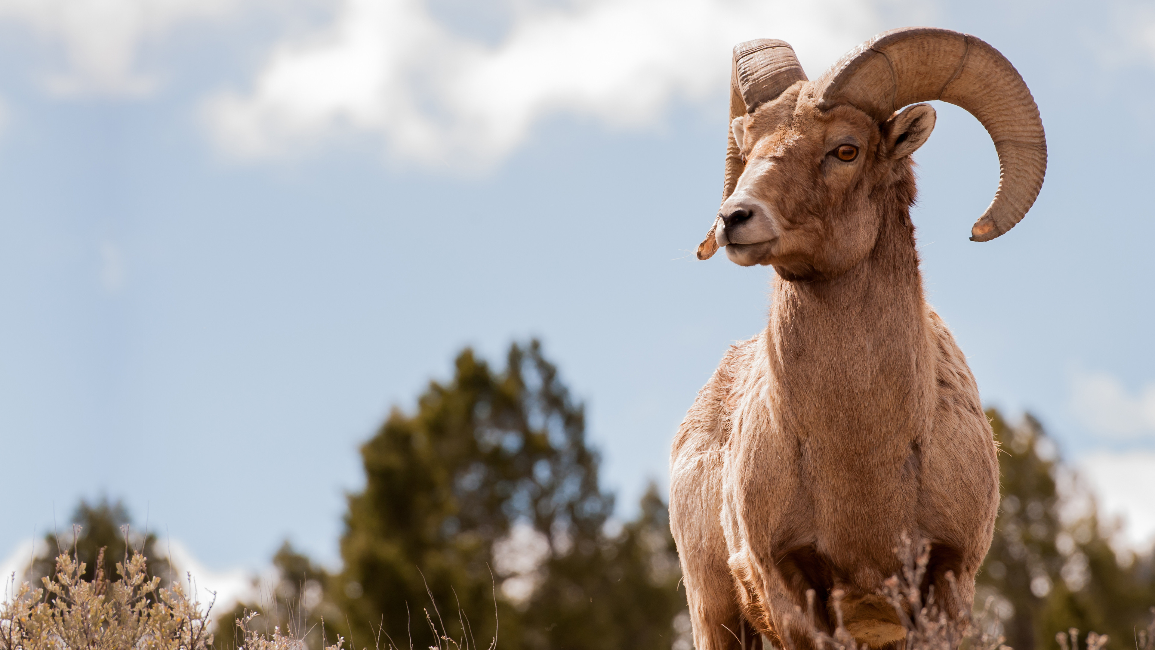 America's Greatest Animals scene photo