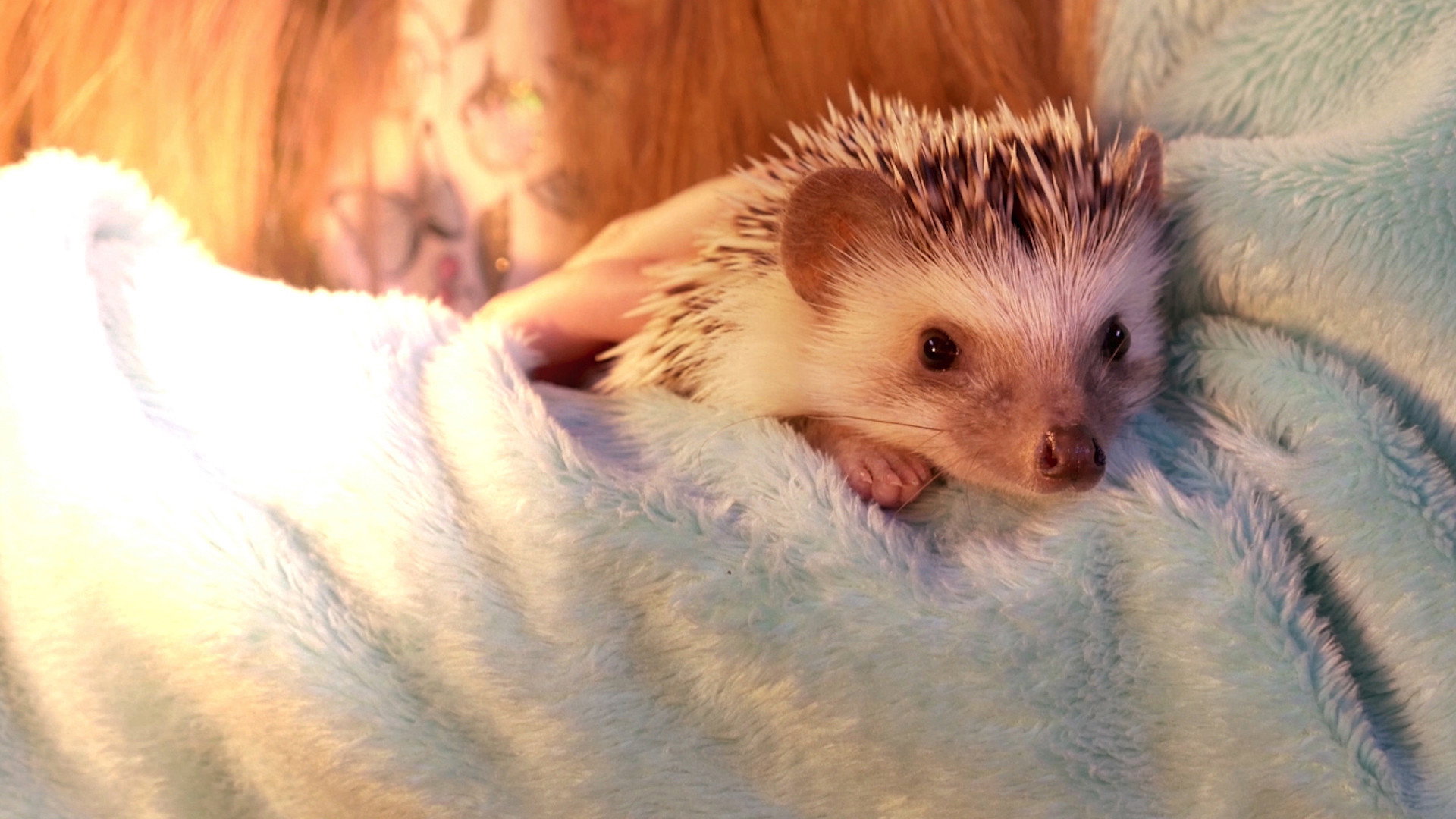 Andy the Talking Hedgehog scene photo