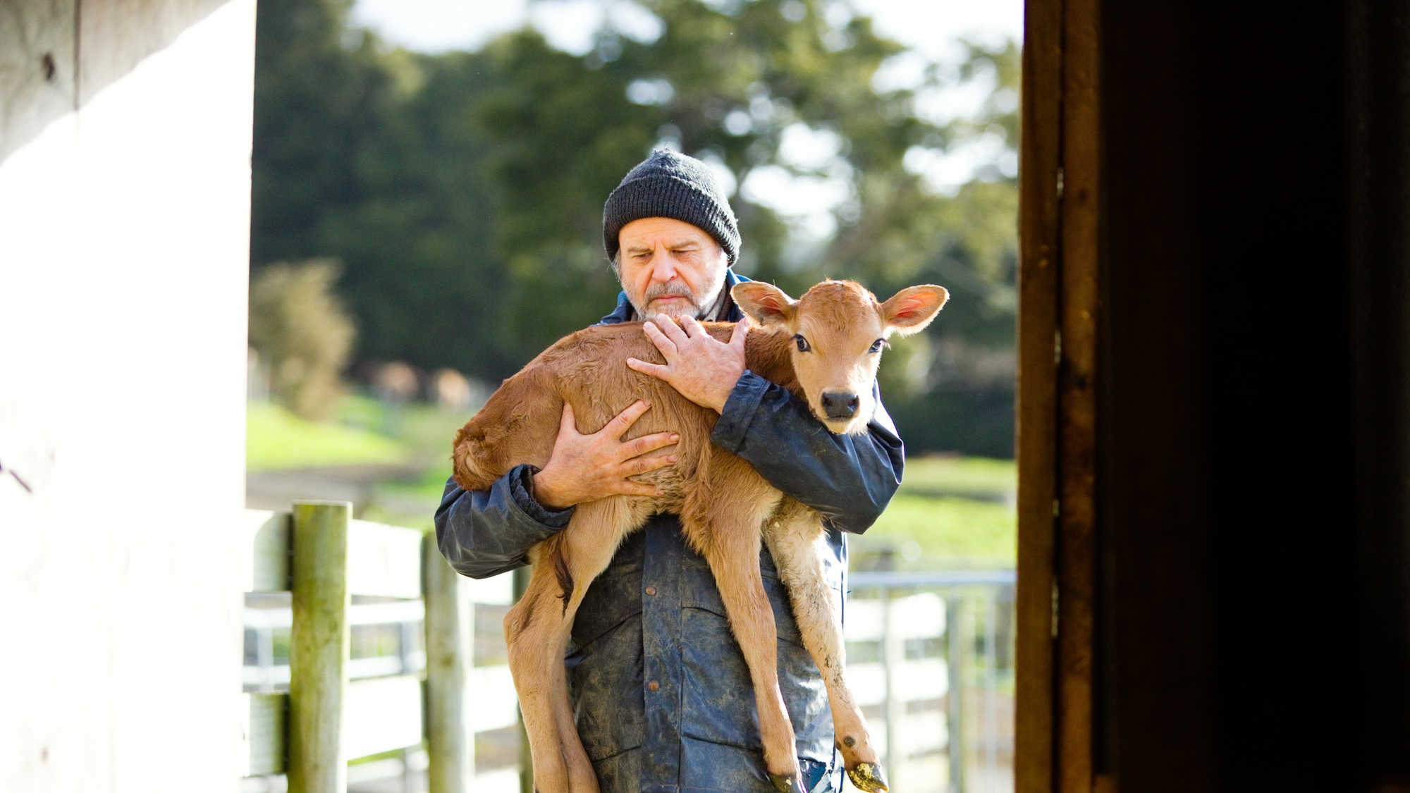 Bellbird scene photo