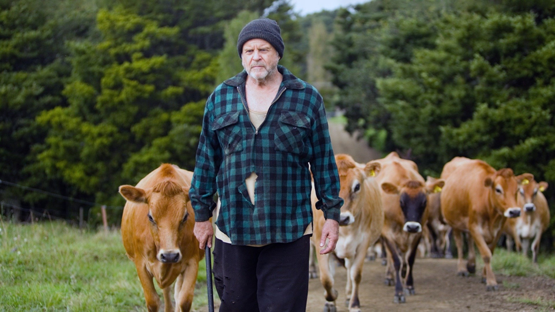 Bellbird scene photo