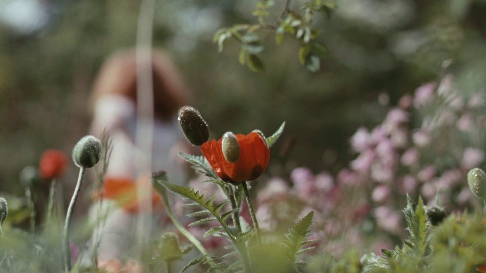 Bright Star scene photo