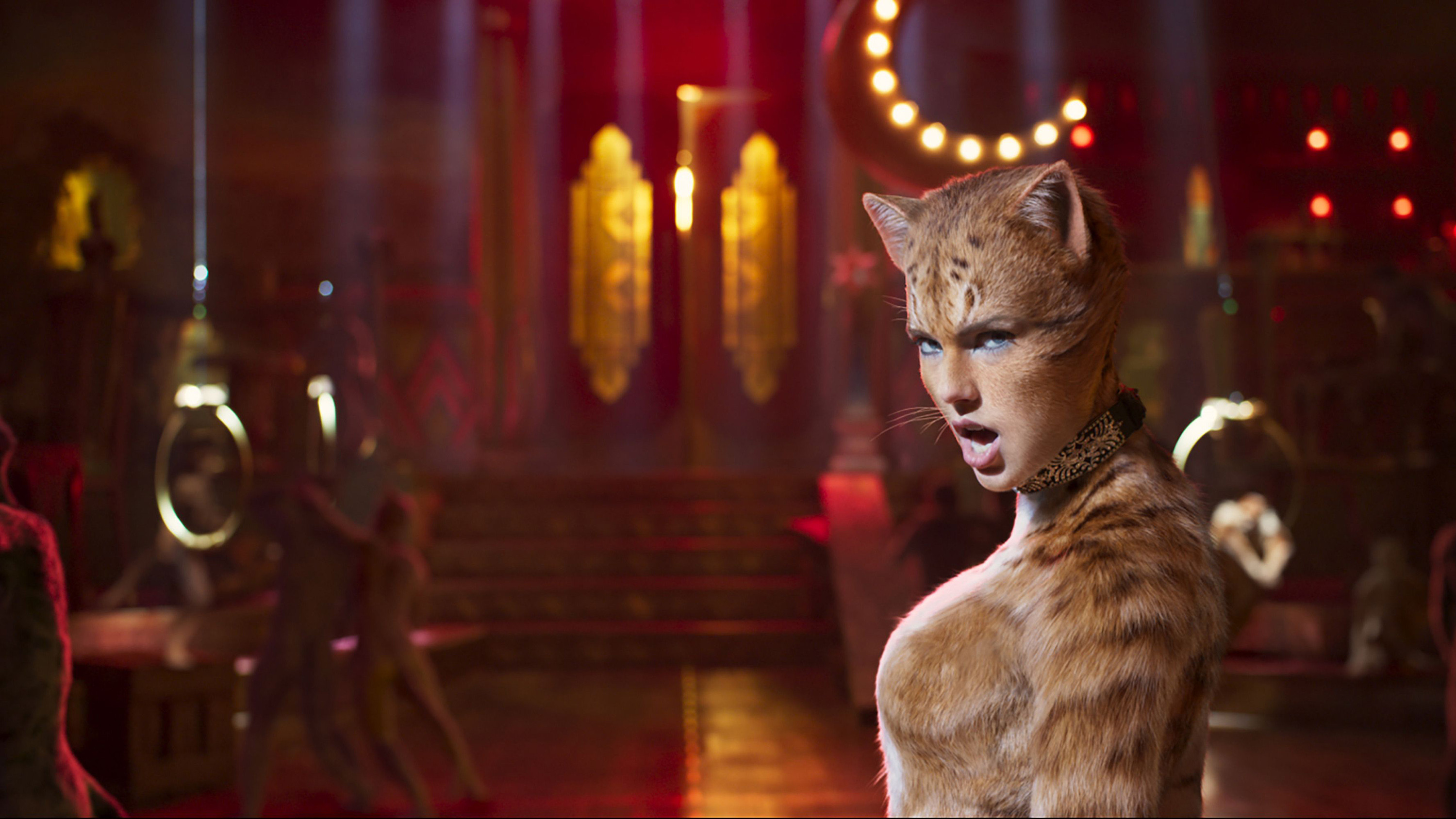 Cats scene photo