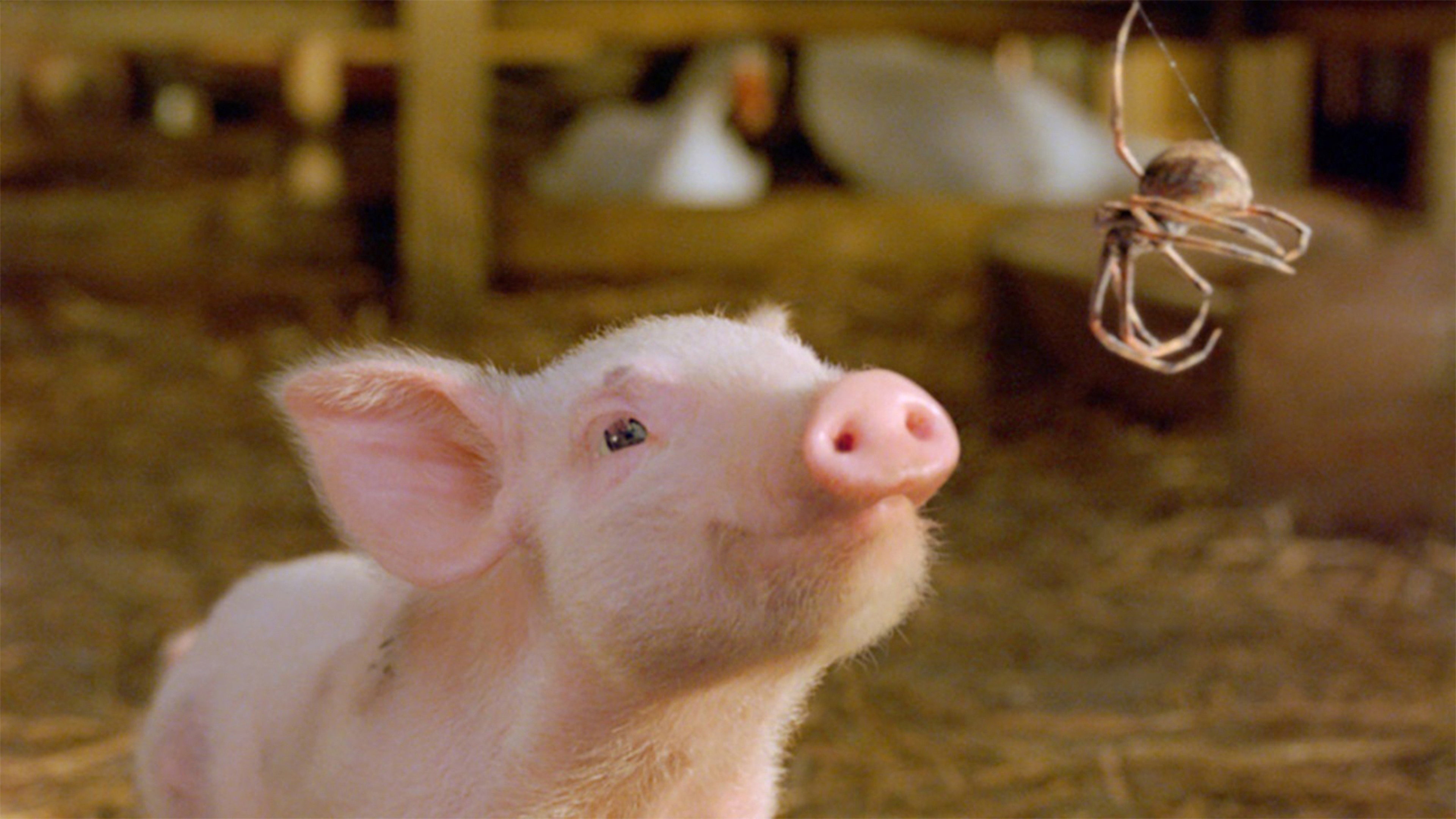 Charlotte's Web scene photo