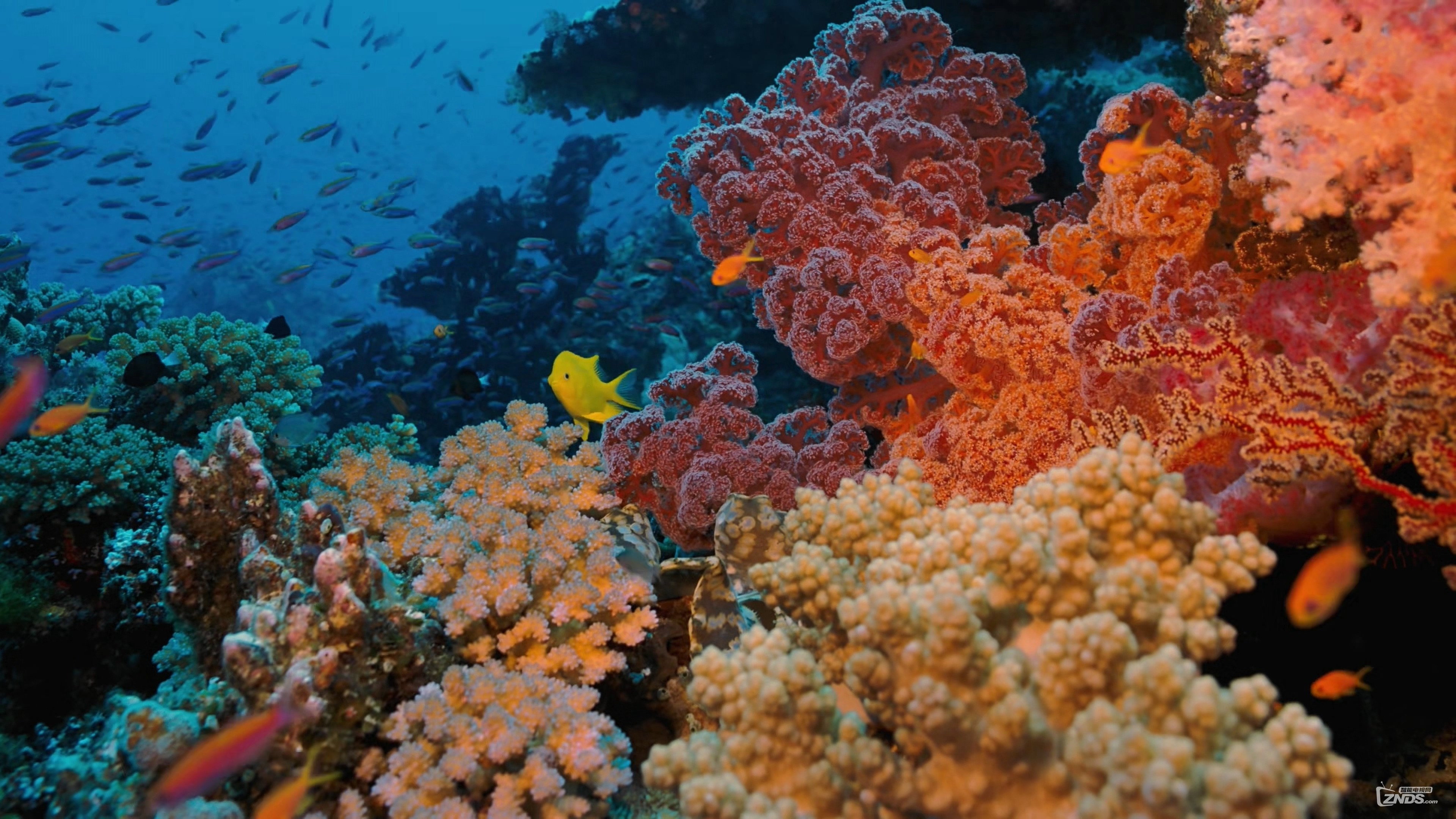 Coral Reef Adventure scene photo