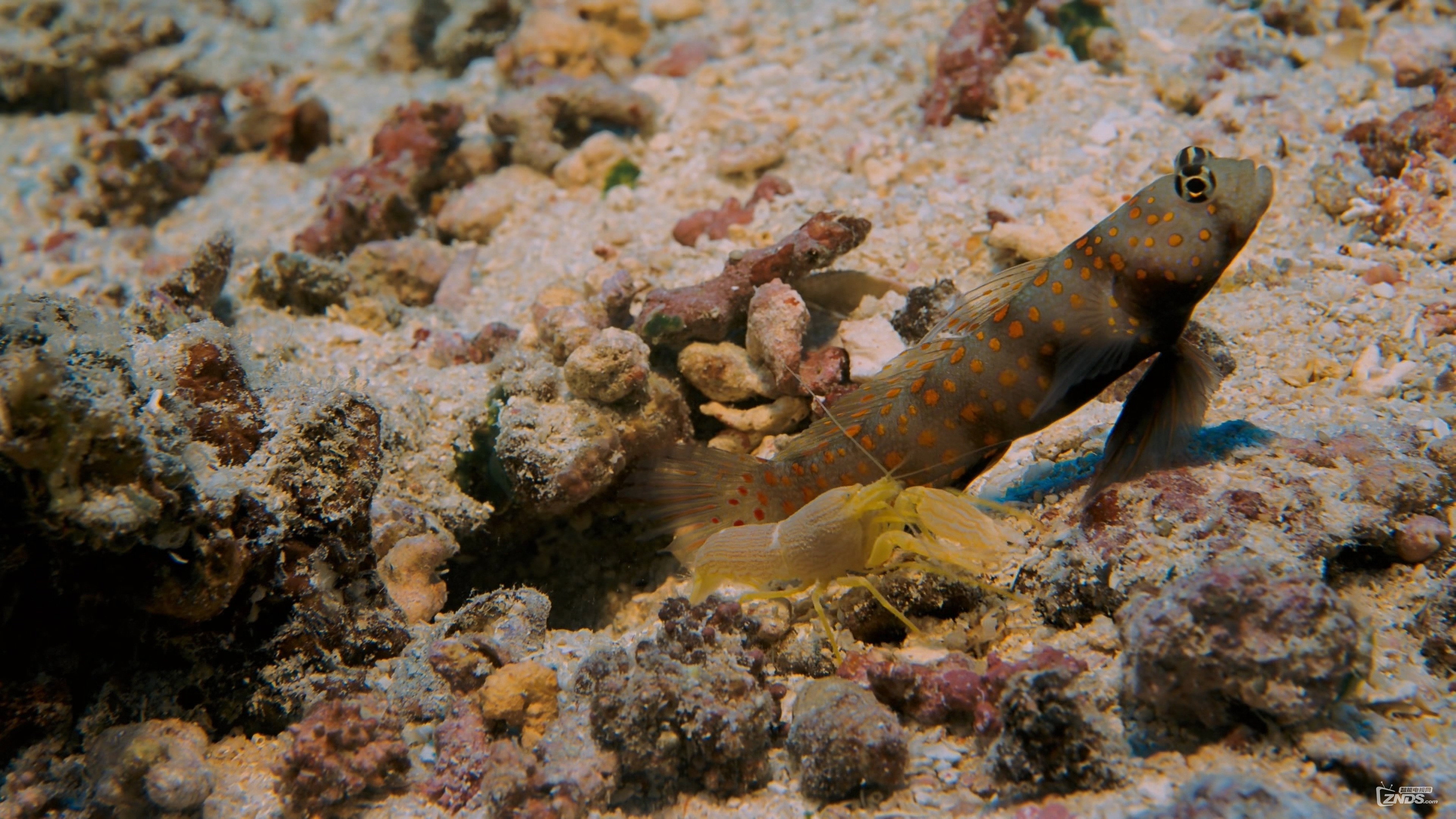 Coral Reef Adventure scene photo