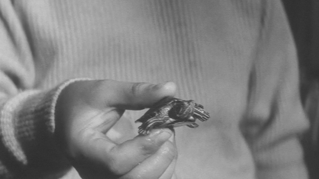 Daikaijû Gamera scene photo