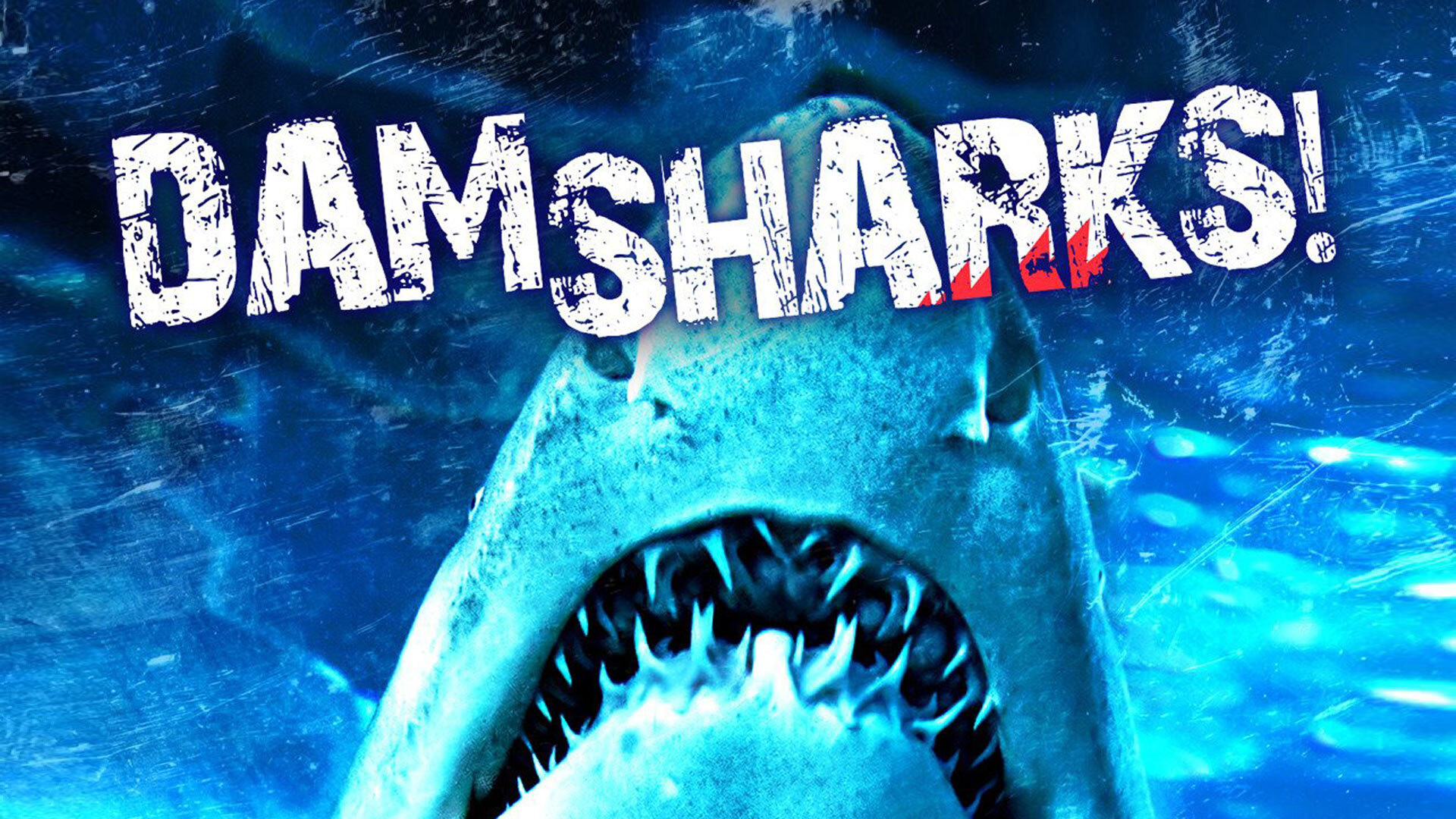 Dam Sharks scene photo