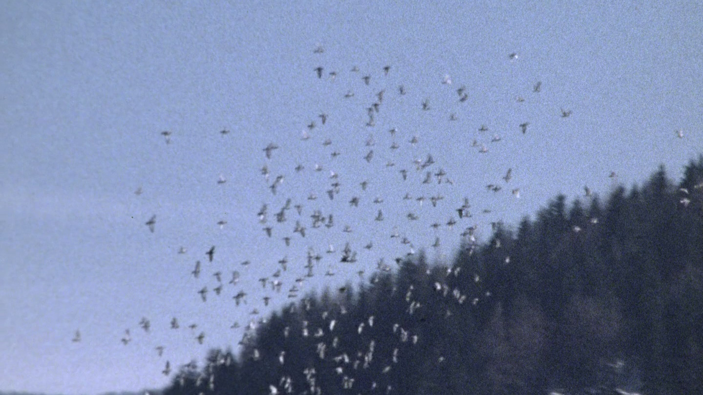 Die große Ekstase des Bildschnitzers Steiner scene photo