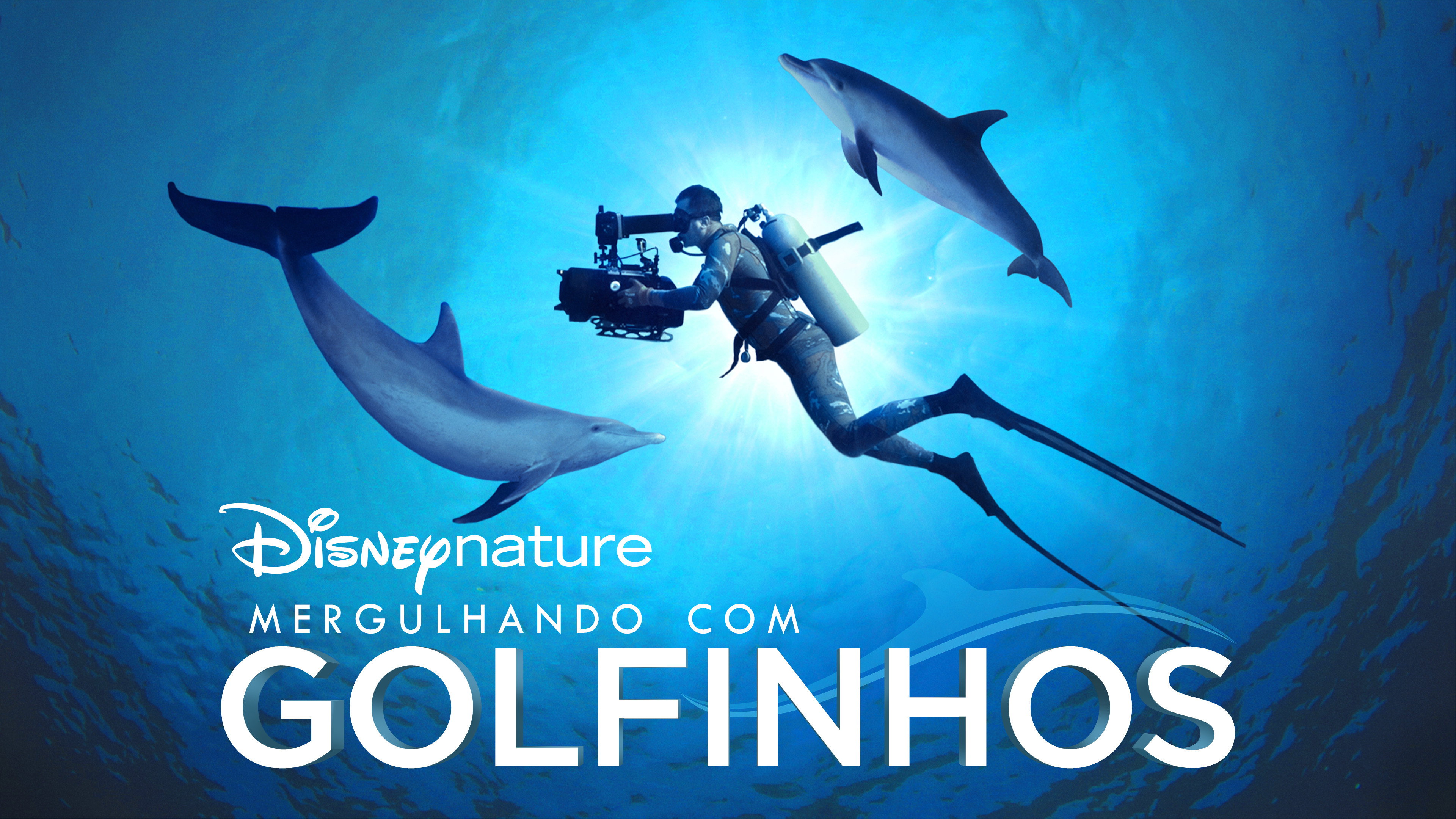 Diving with Dolphins scene photo