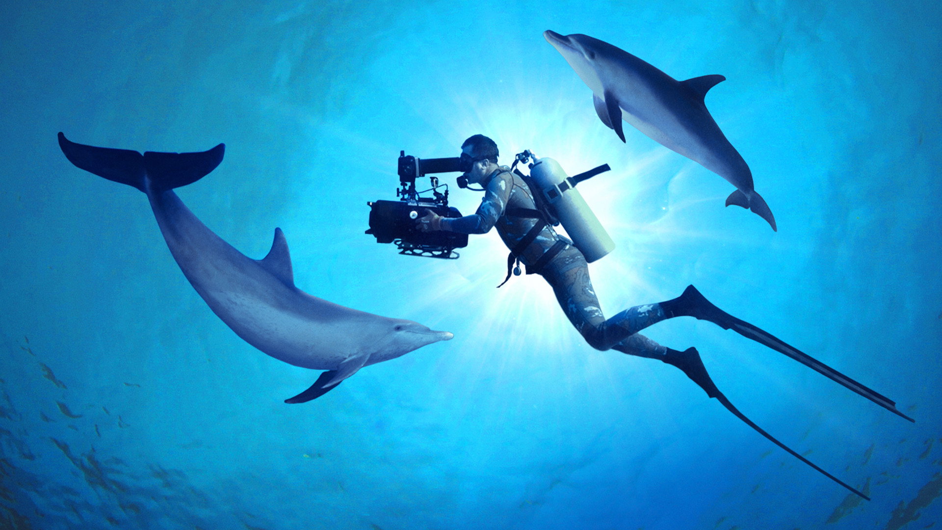 Diving with Dolphins scene photo
