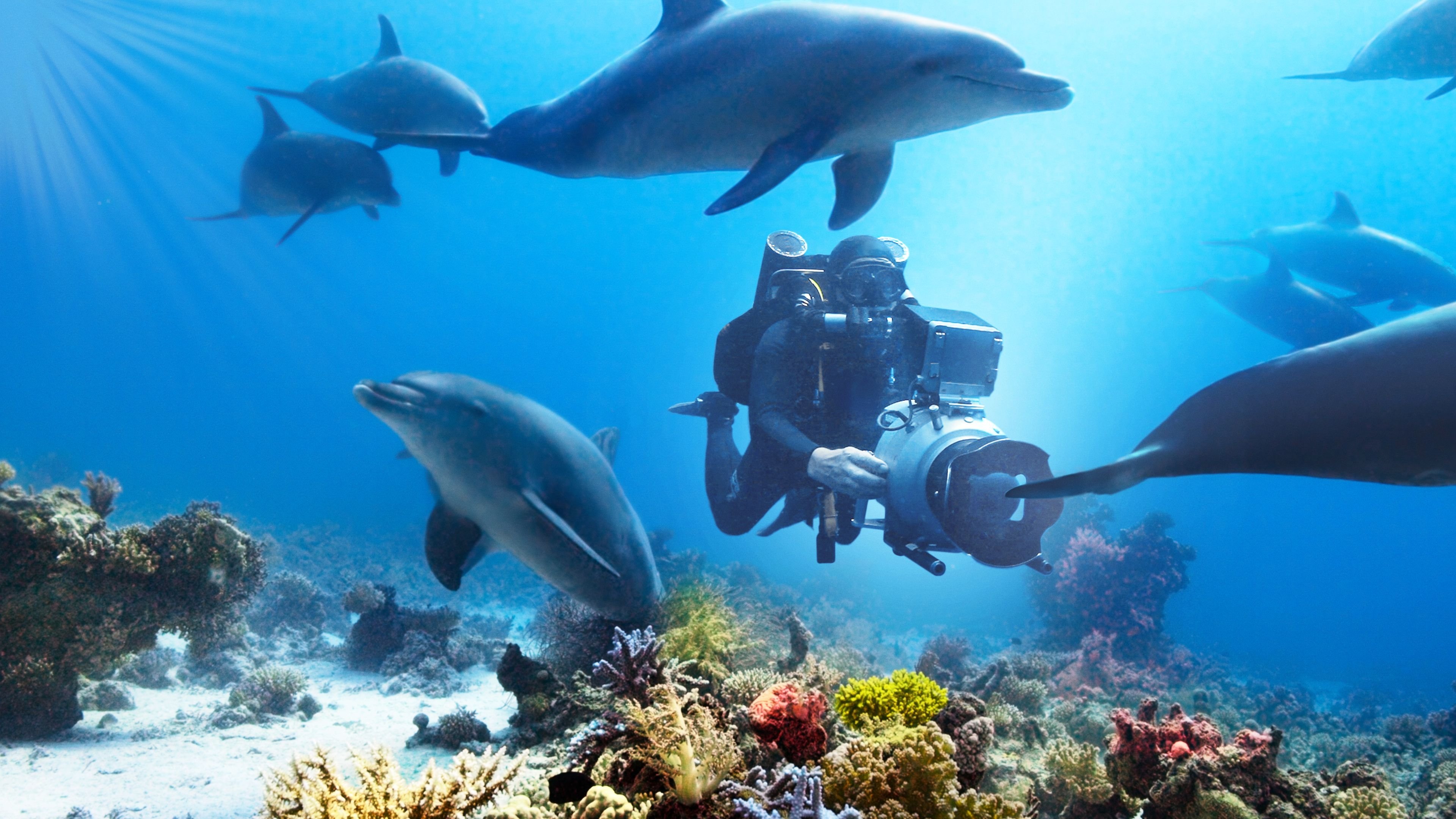 Diving with Dolphins scene photo