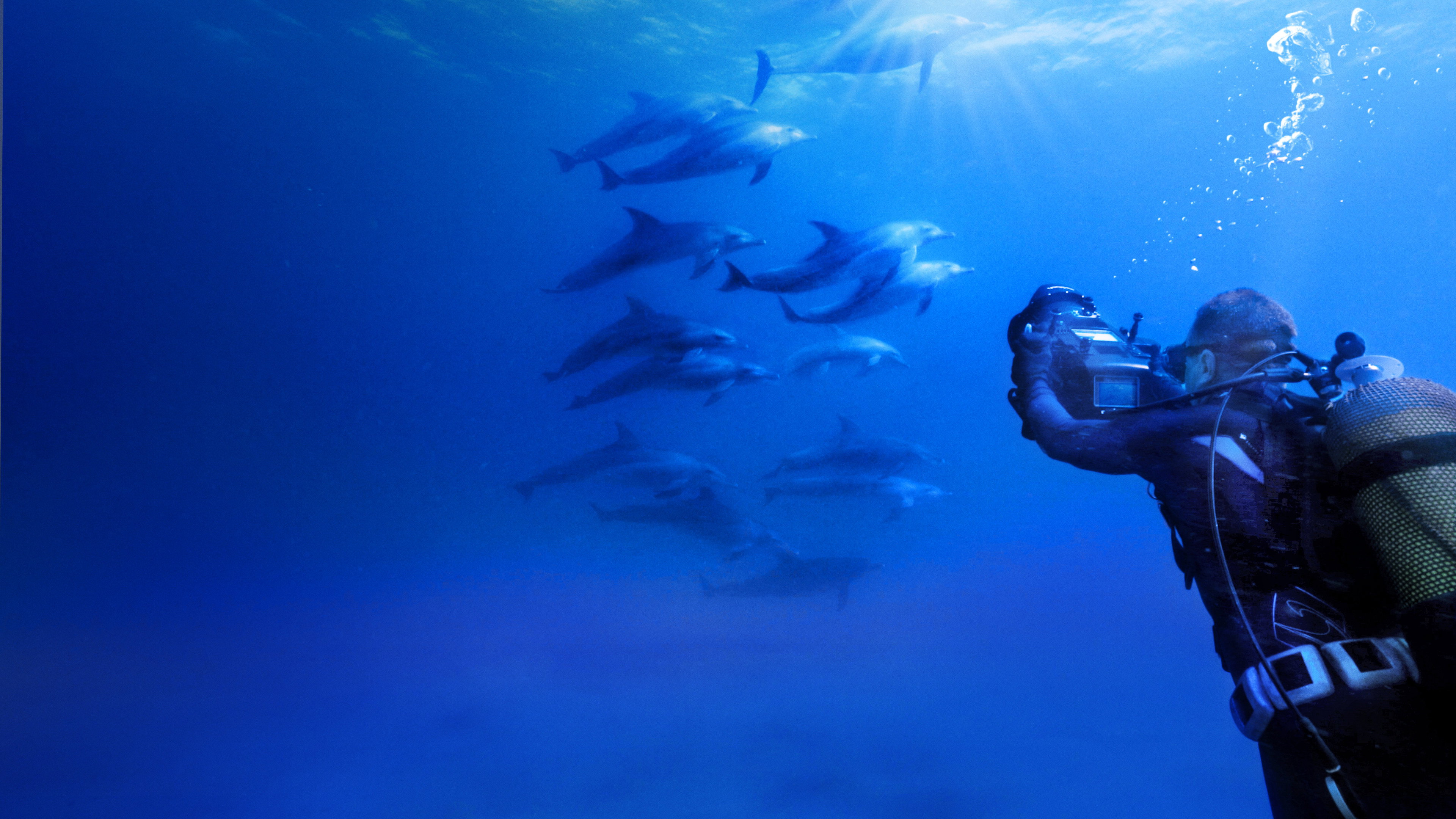 Diving with Dolphins scene photo