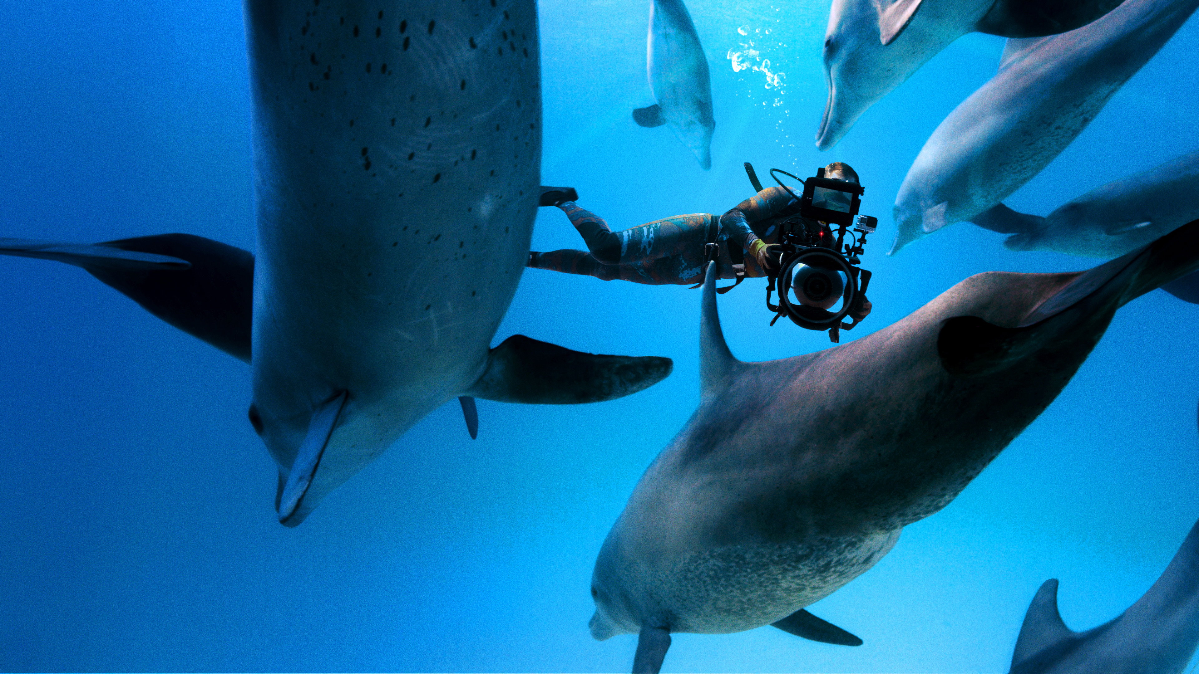 Diving with Dolphins scene photo