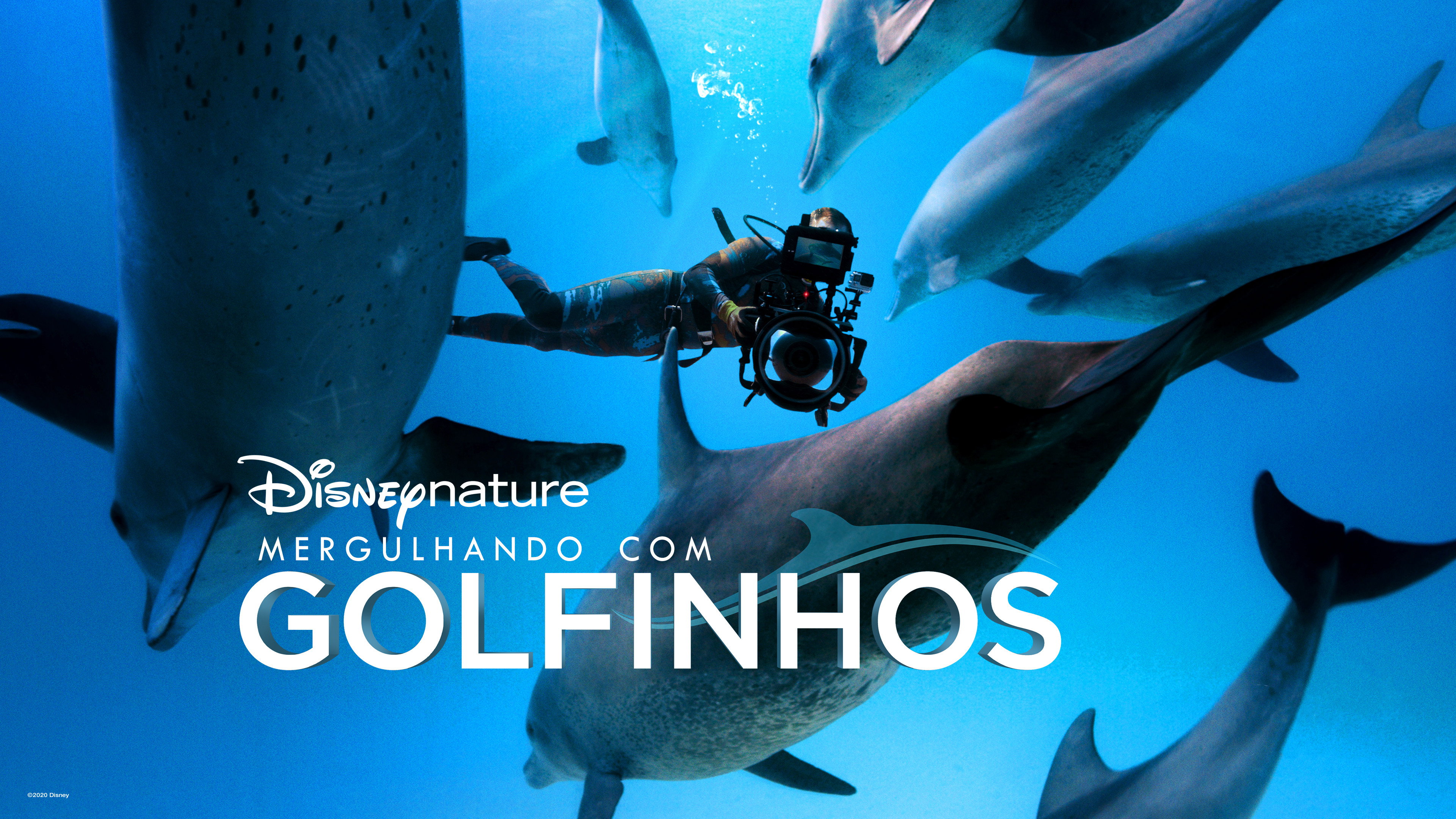 Diving with Dolphins scene photo