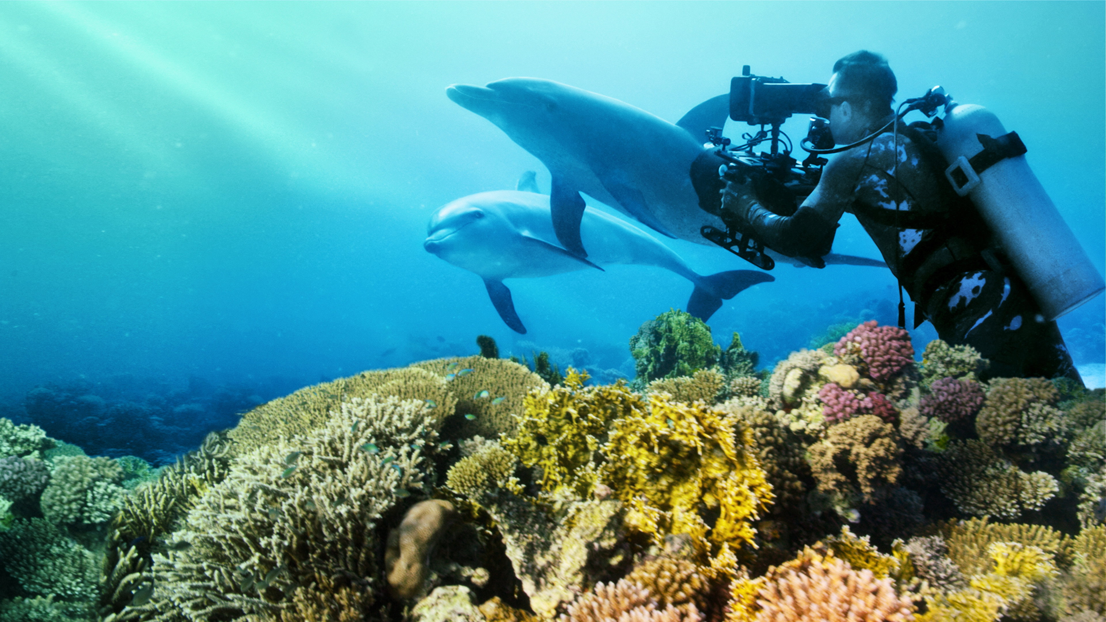 Diving with Dolphins scene photo