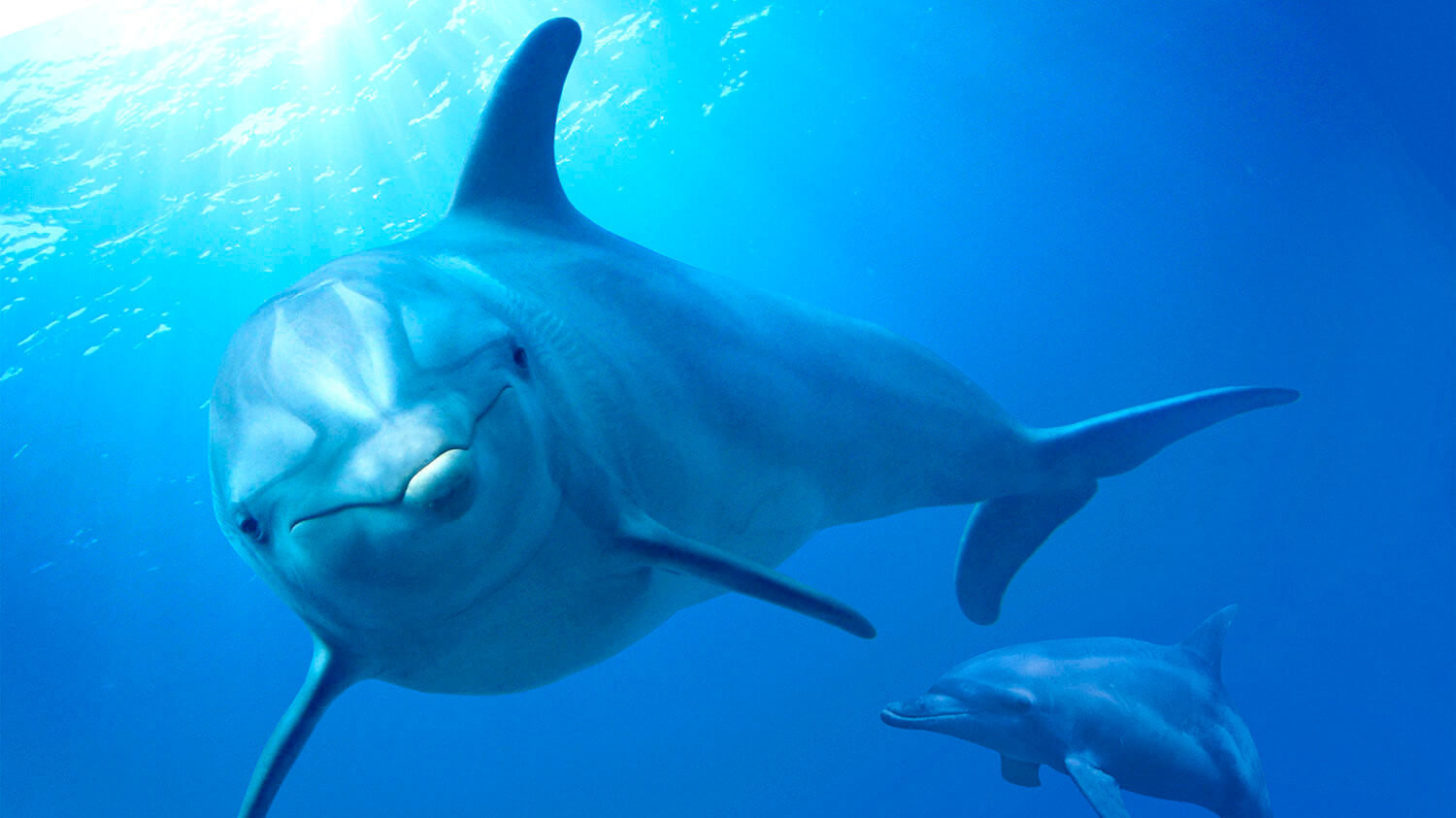 Dolphin Reef scene photo