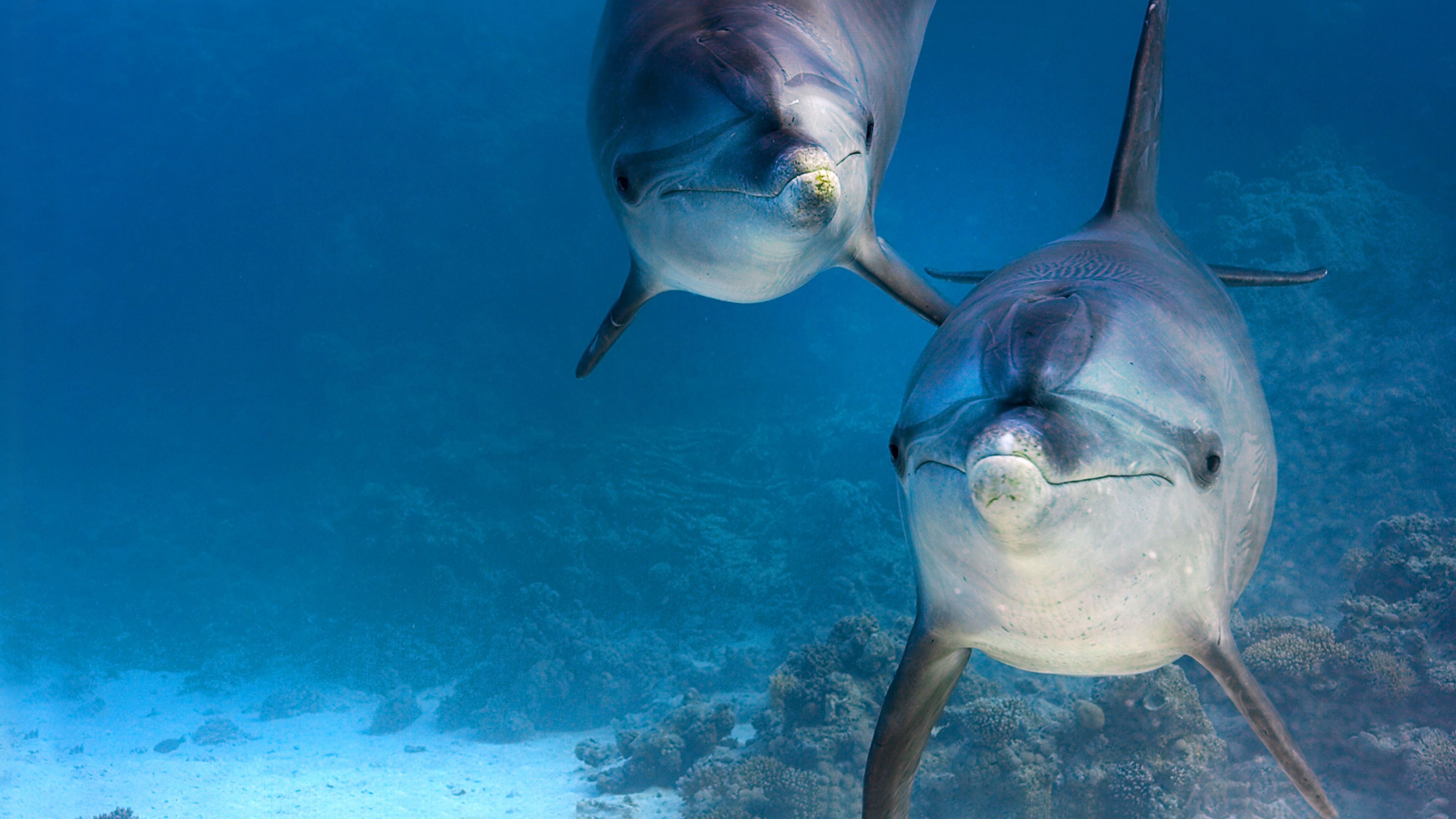 Dolphin Reef scene photo