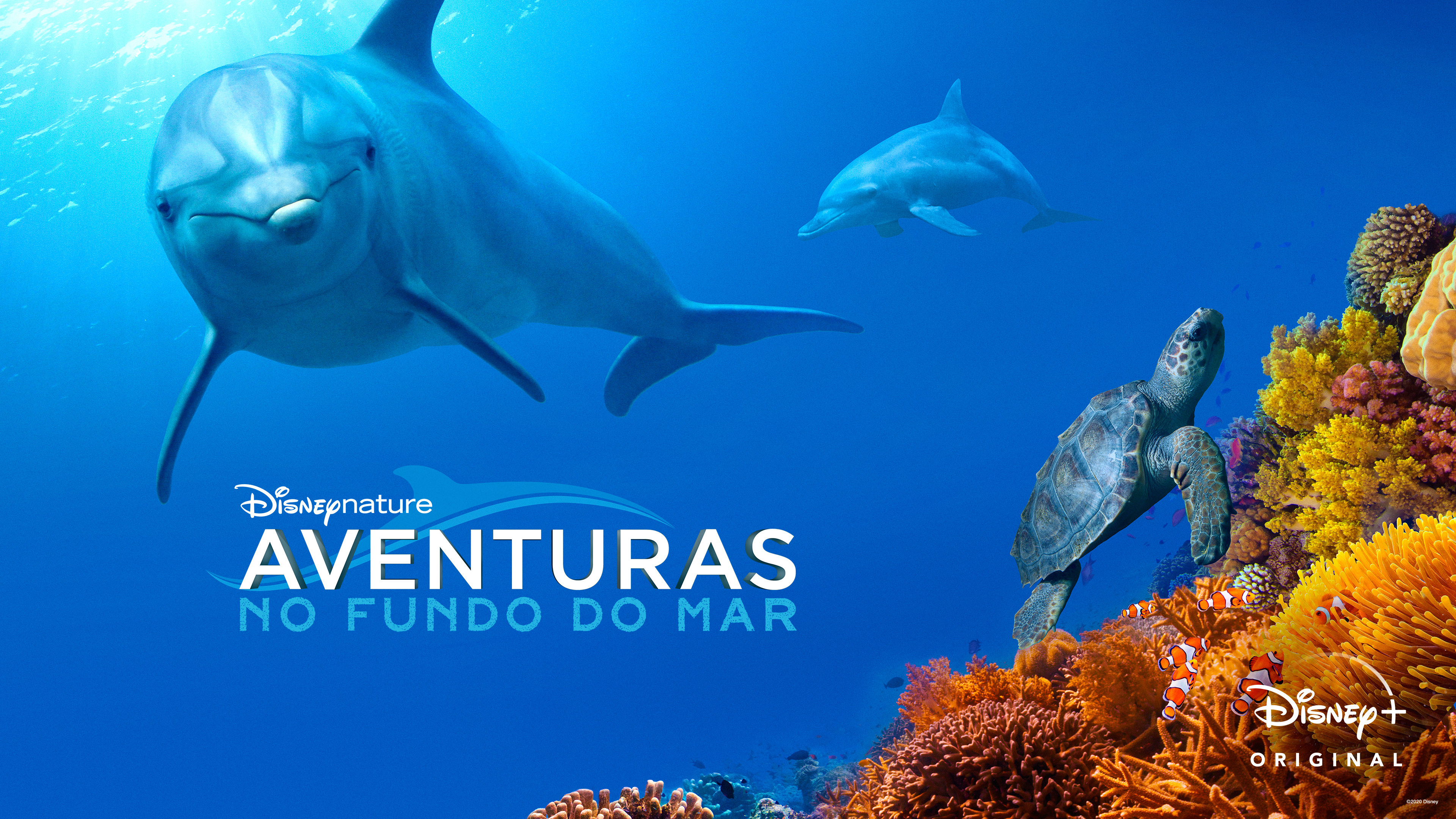 Dolphin Reef scene photo