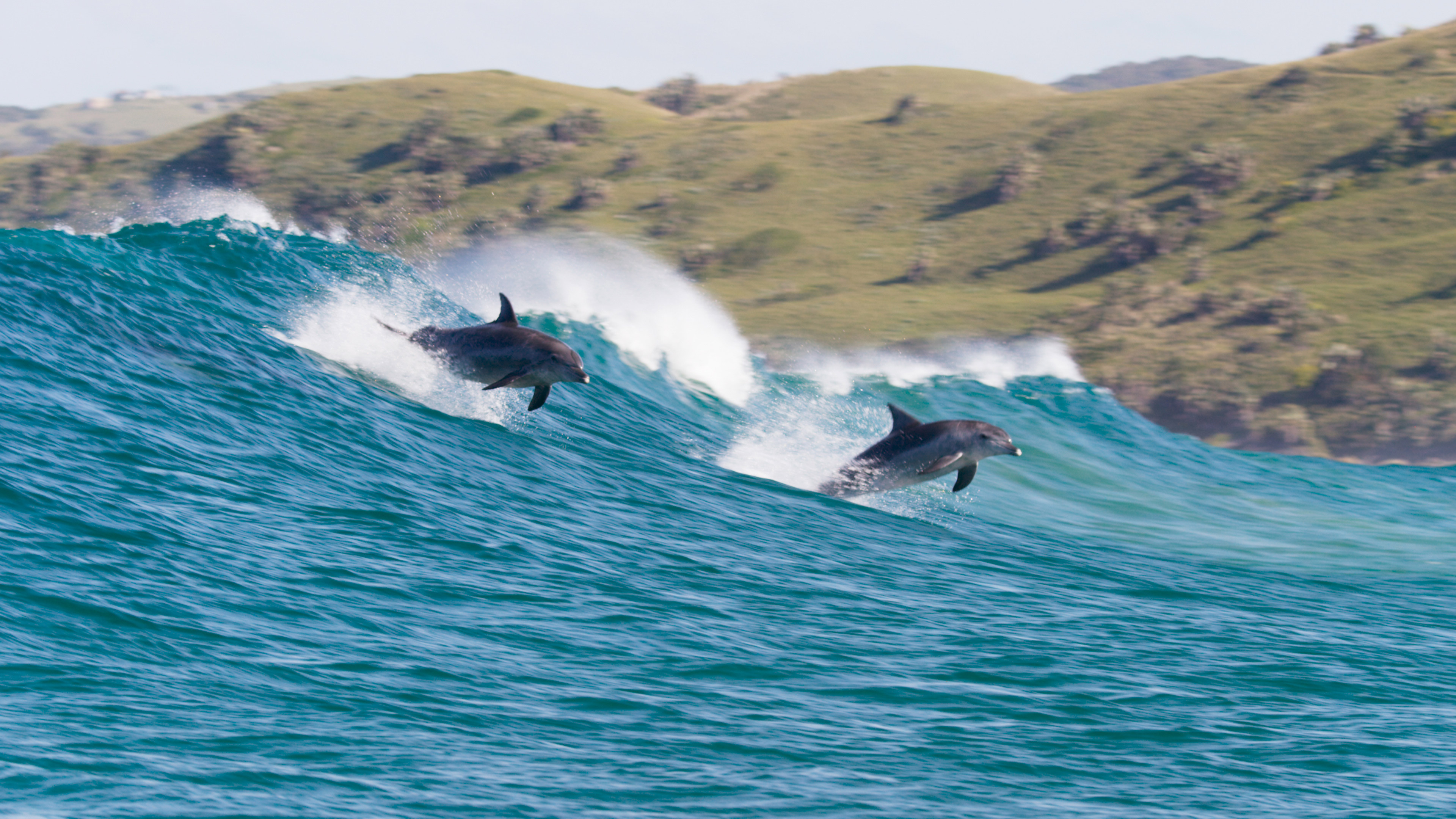 Dolphin Reef scene photo