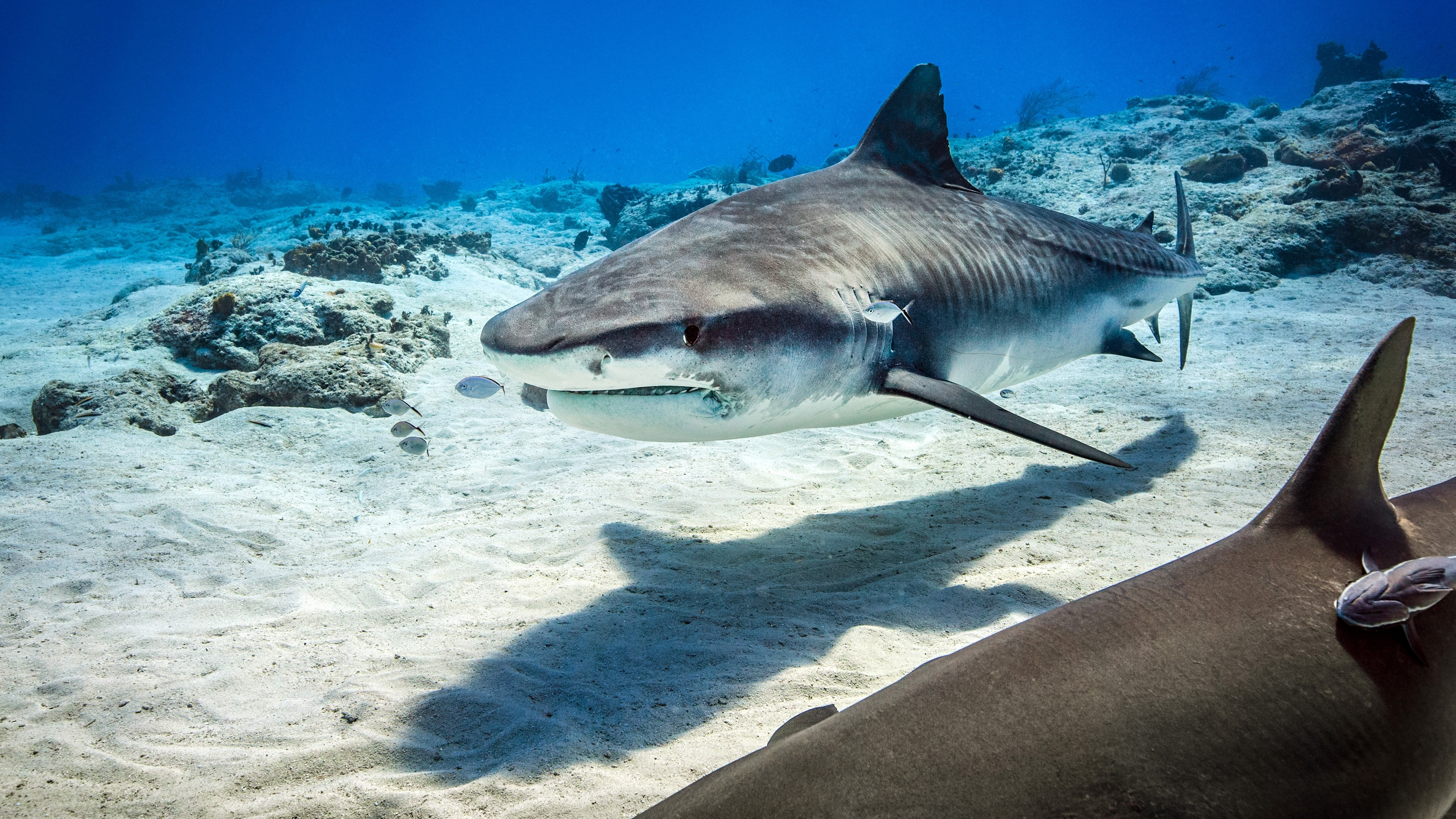 Dolphin Reef scene photo