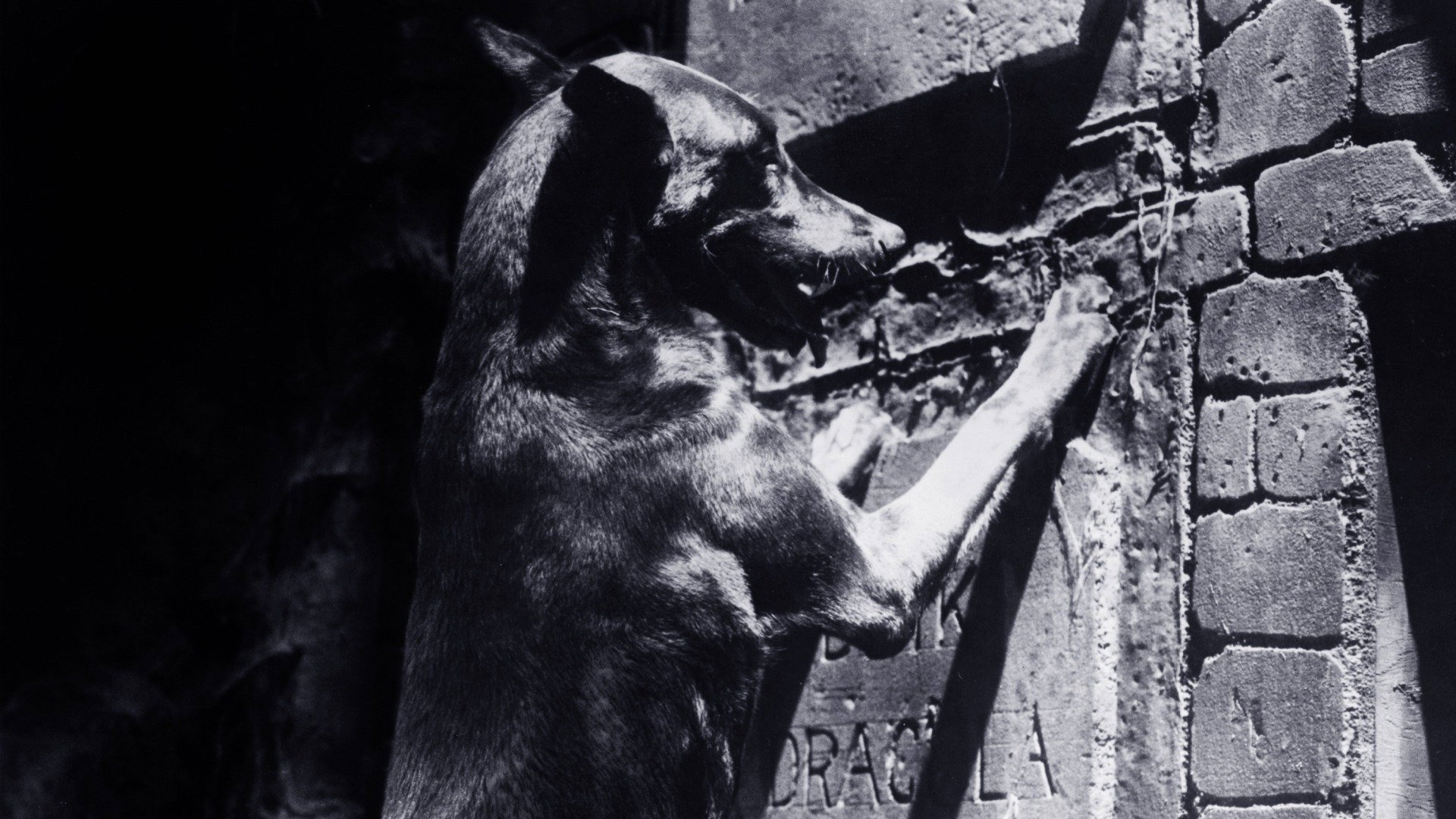 Dracula's Dog scene photo