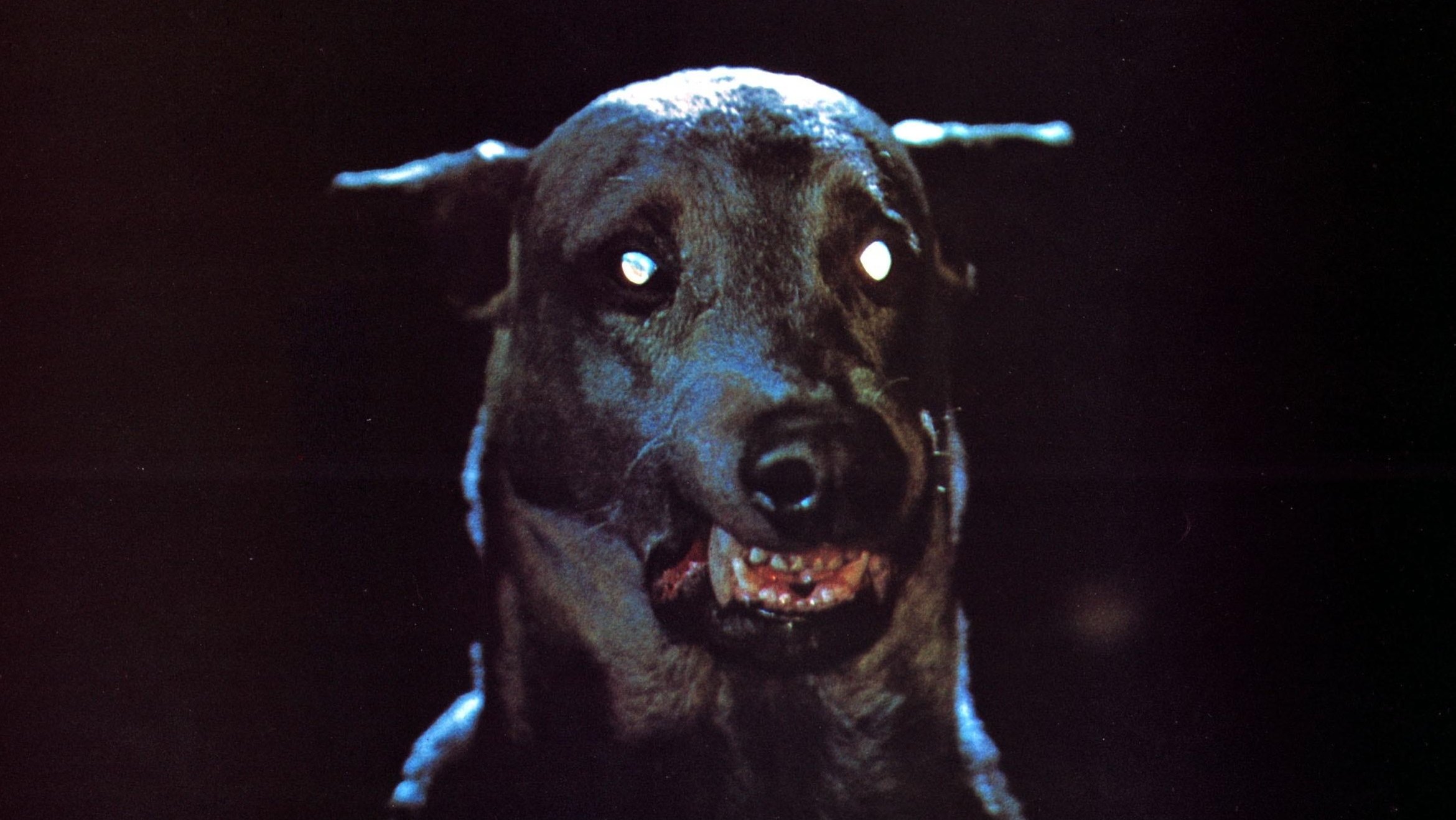 Dracula's Dog scene photo