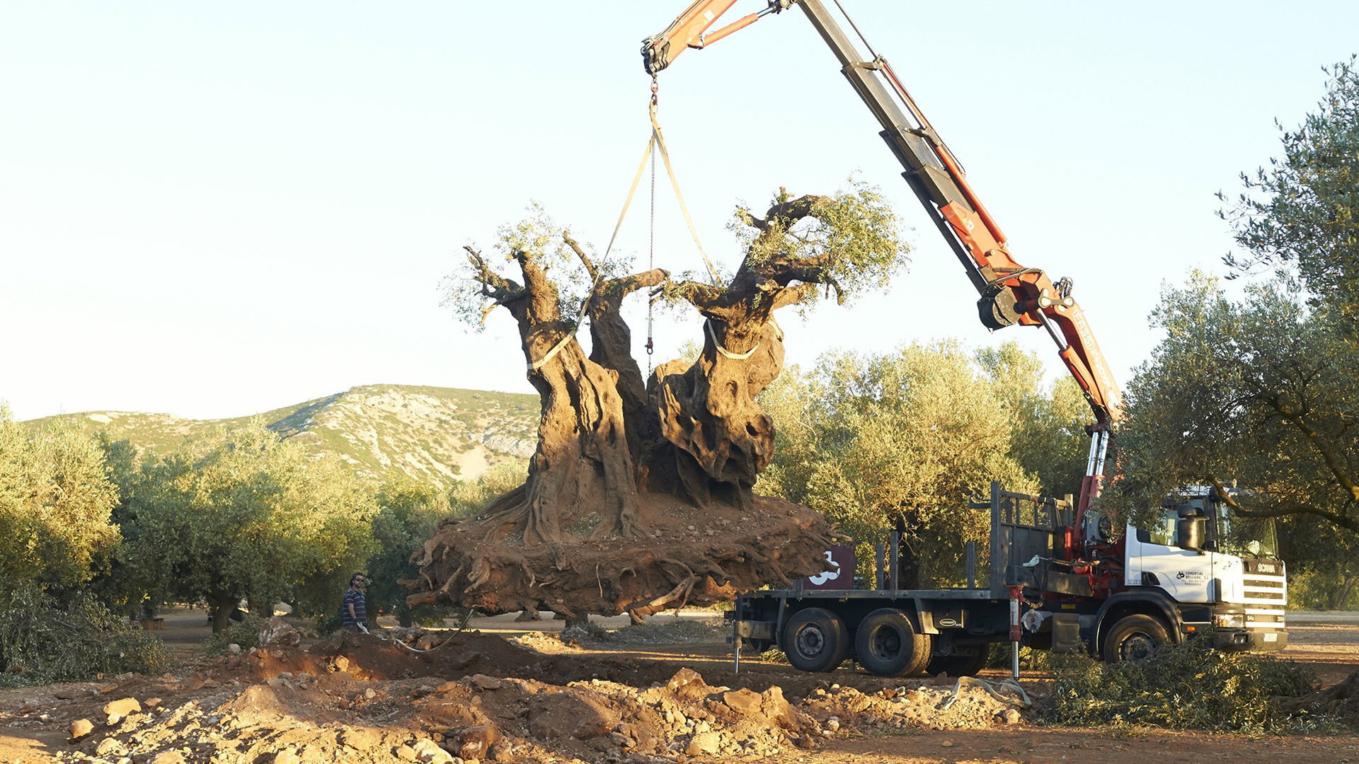 El olivo scene photo