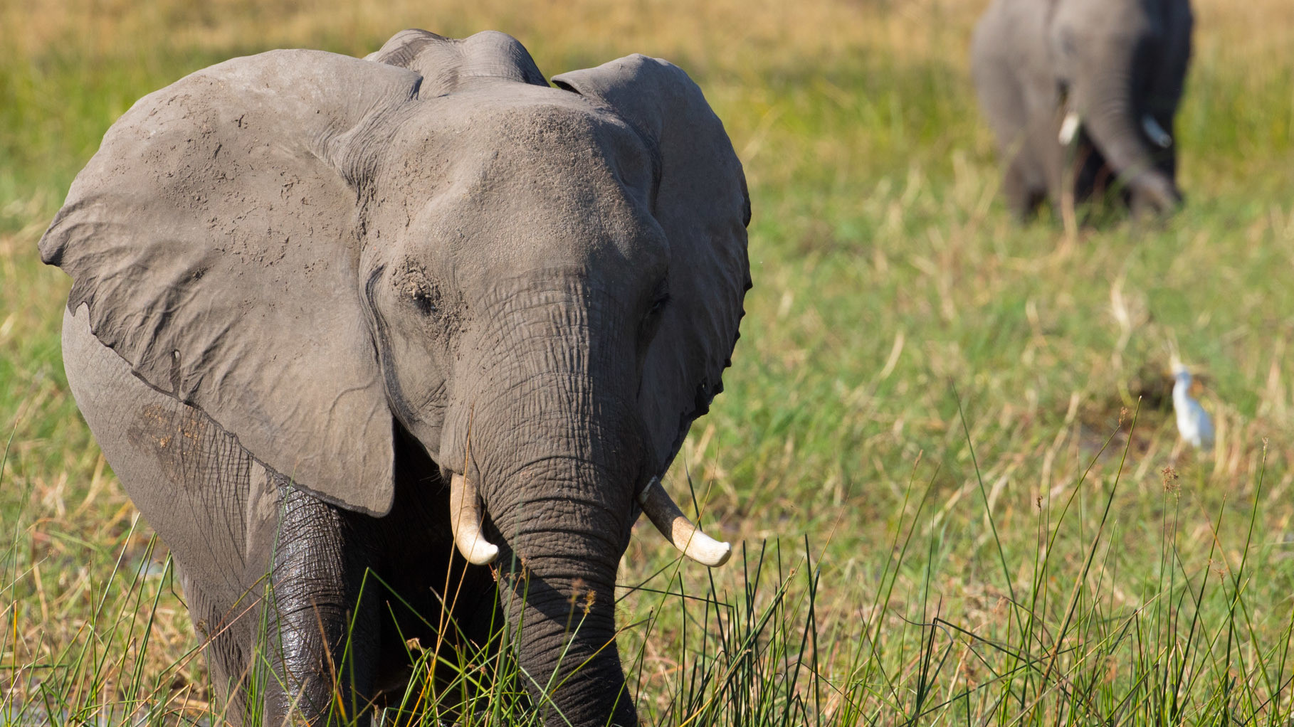 Elephant scene photo