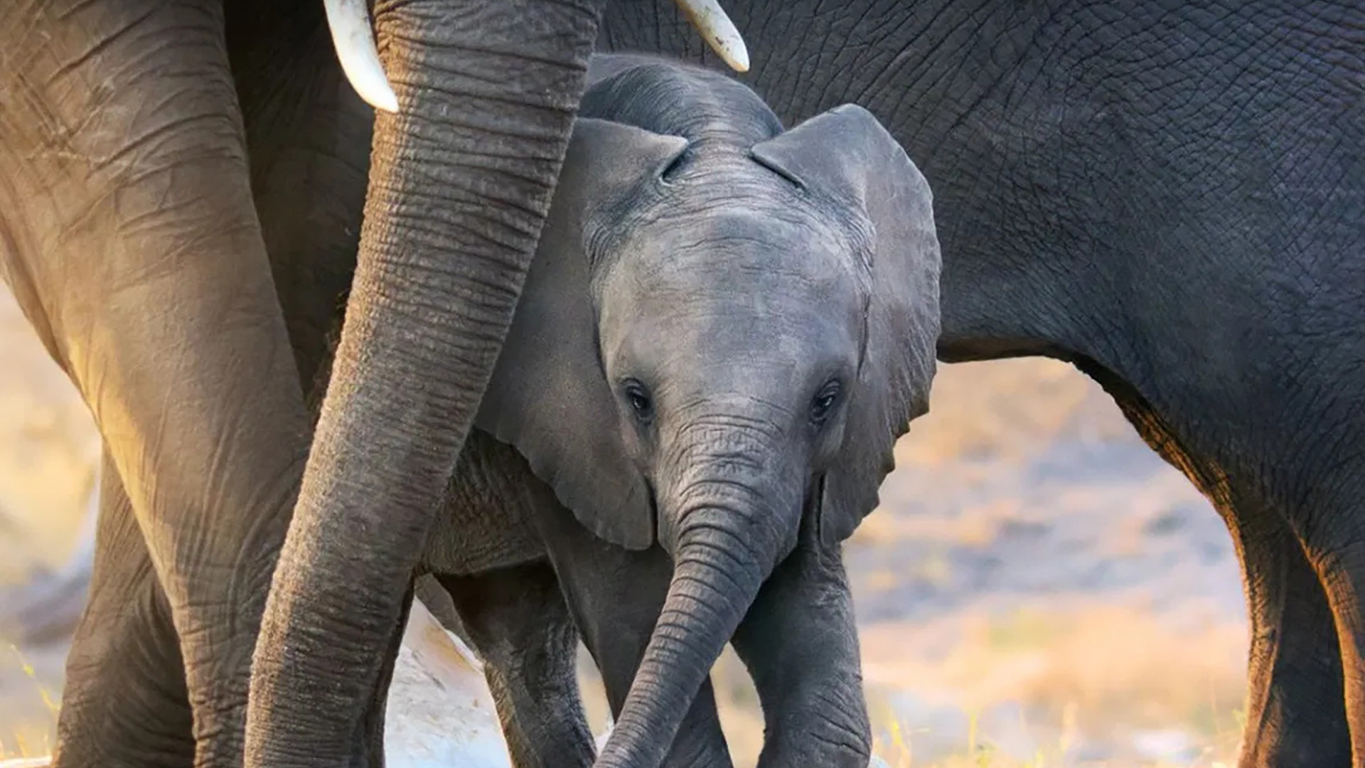 Elephant scene photo