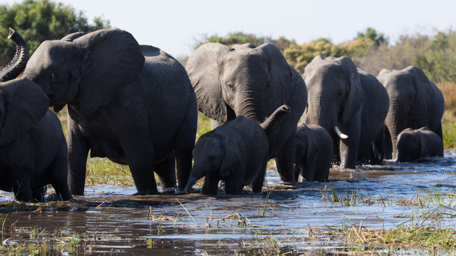 Elephant scene photo