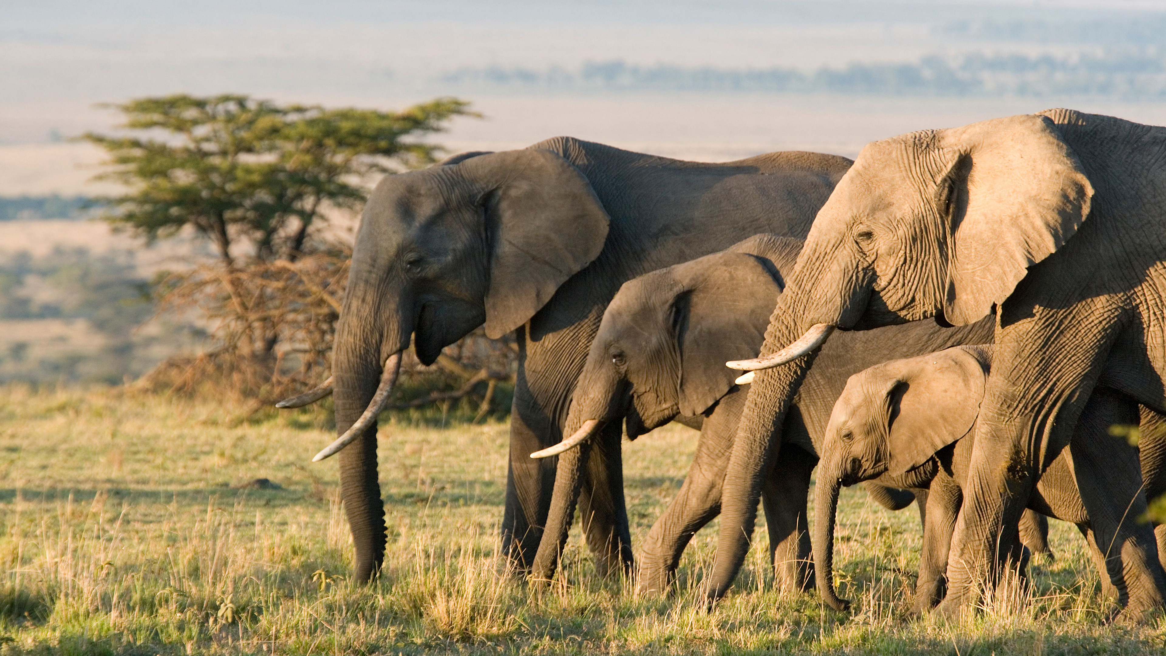 Elephant scene photo
