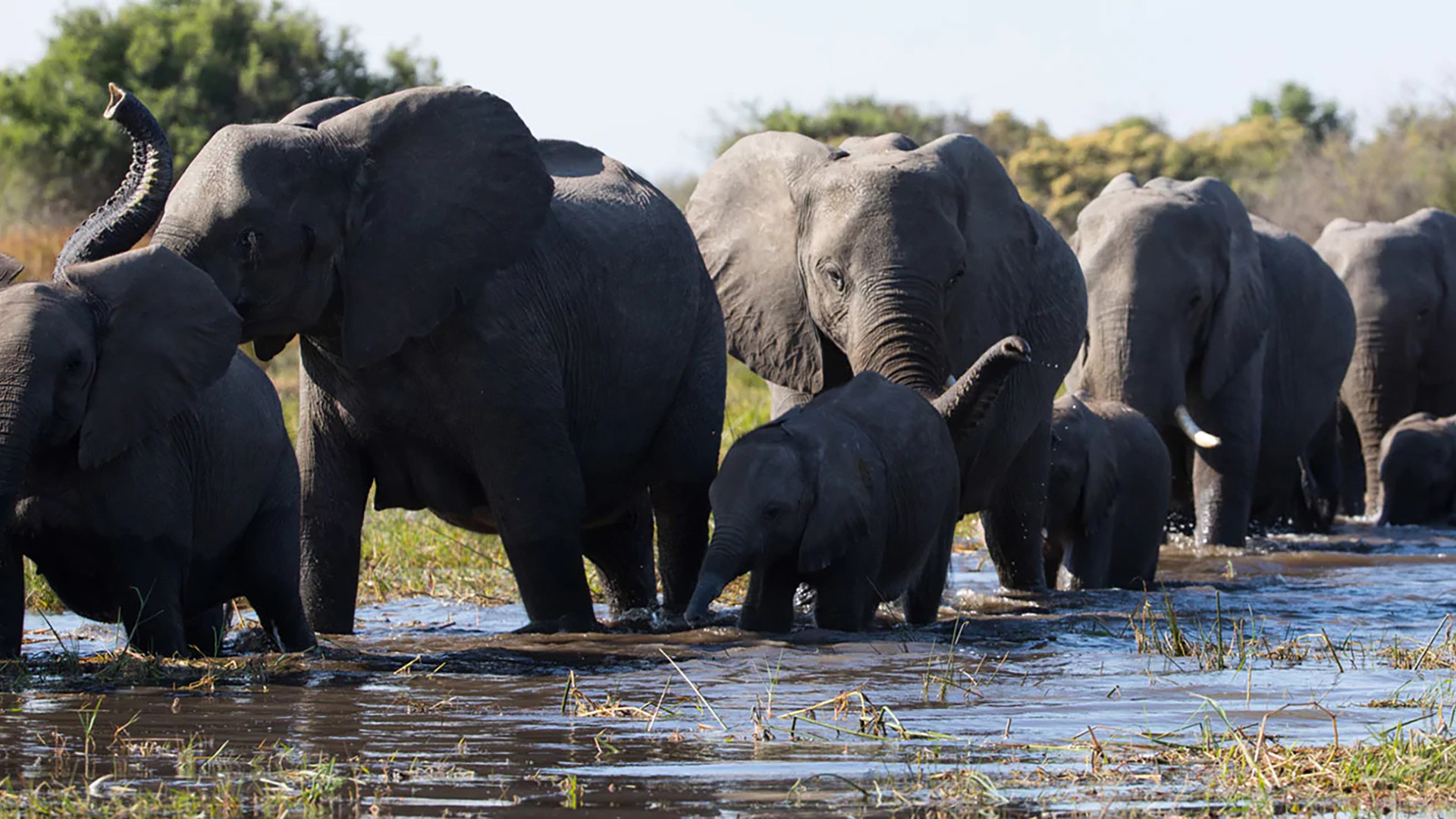 Elephant scene photo