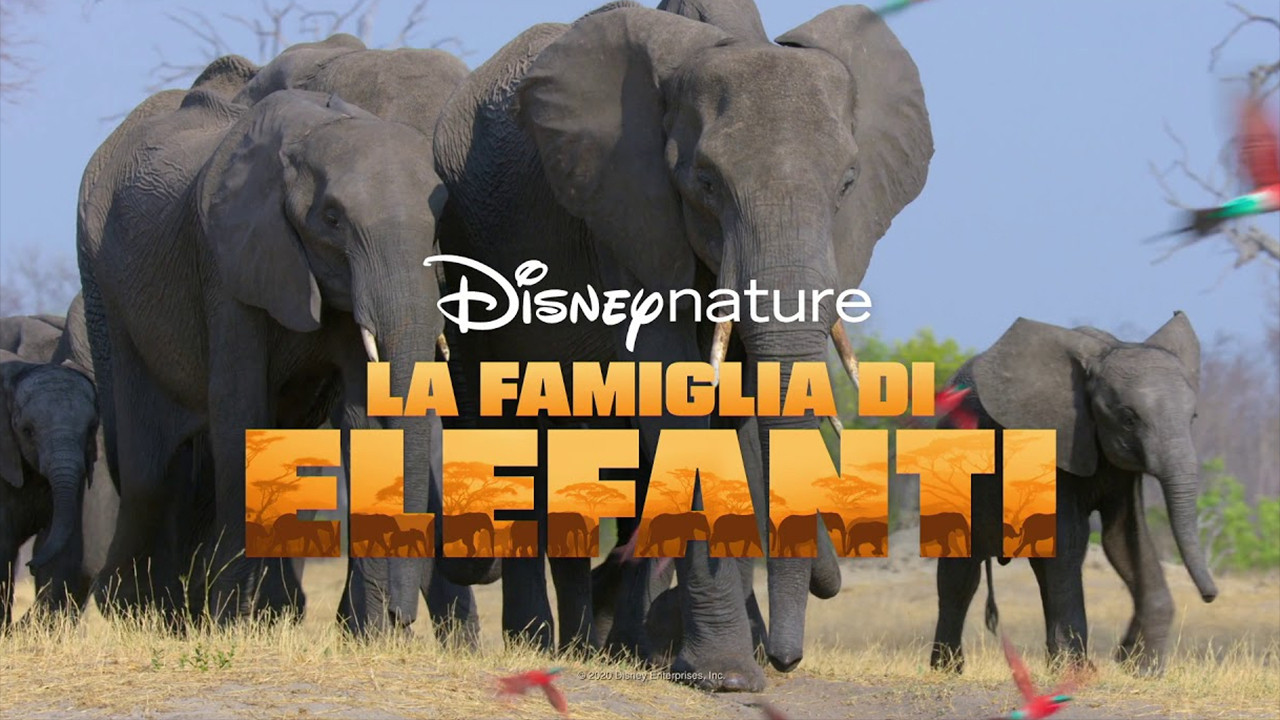 Elephant scene photo