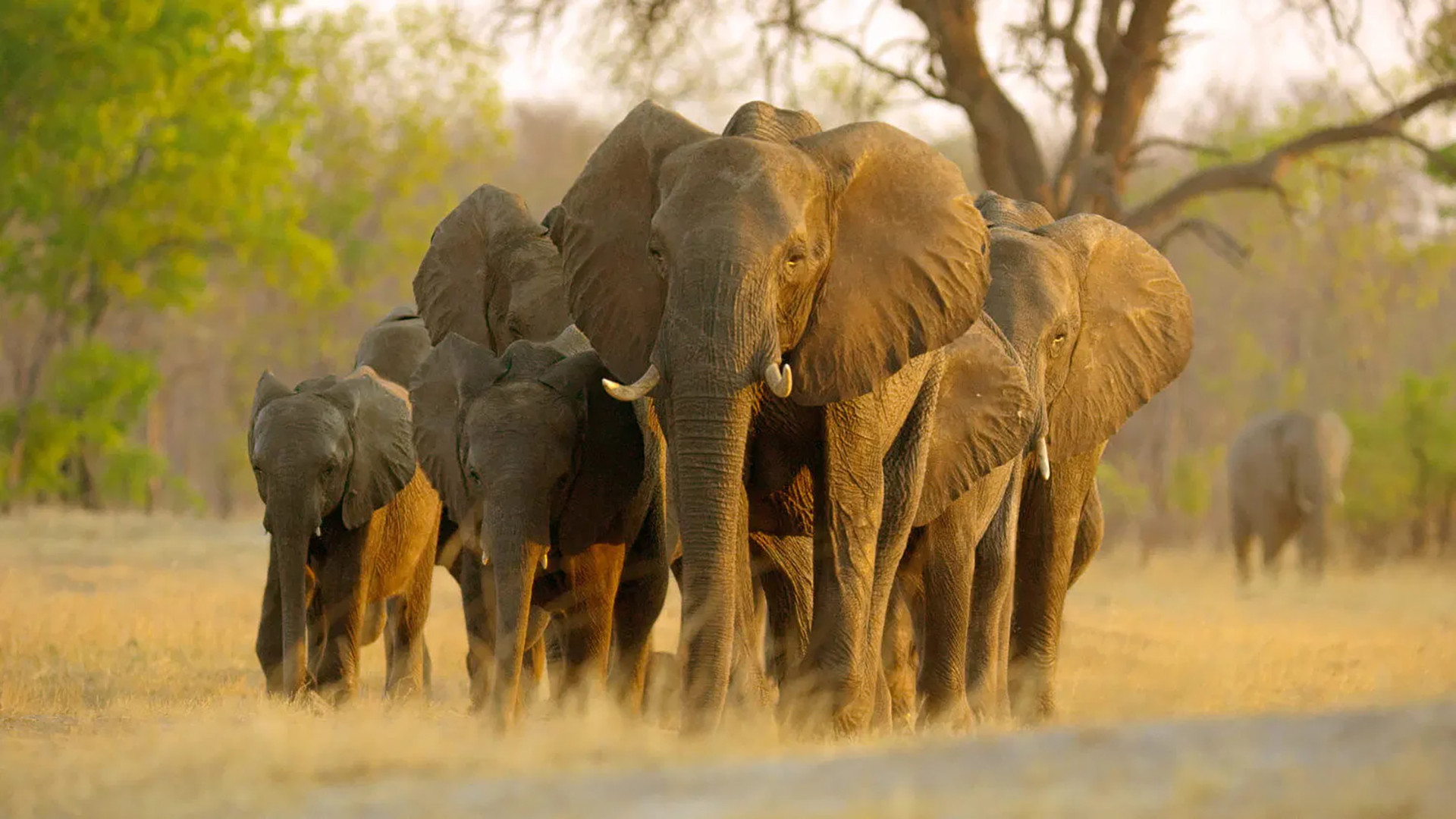 Elephant scene photo