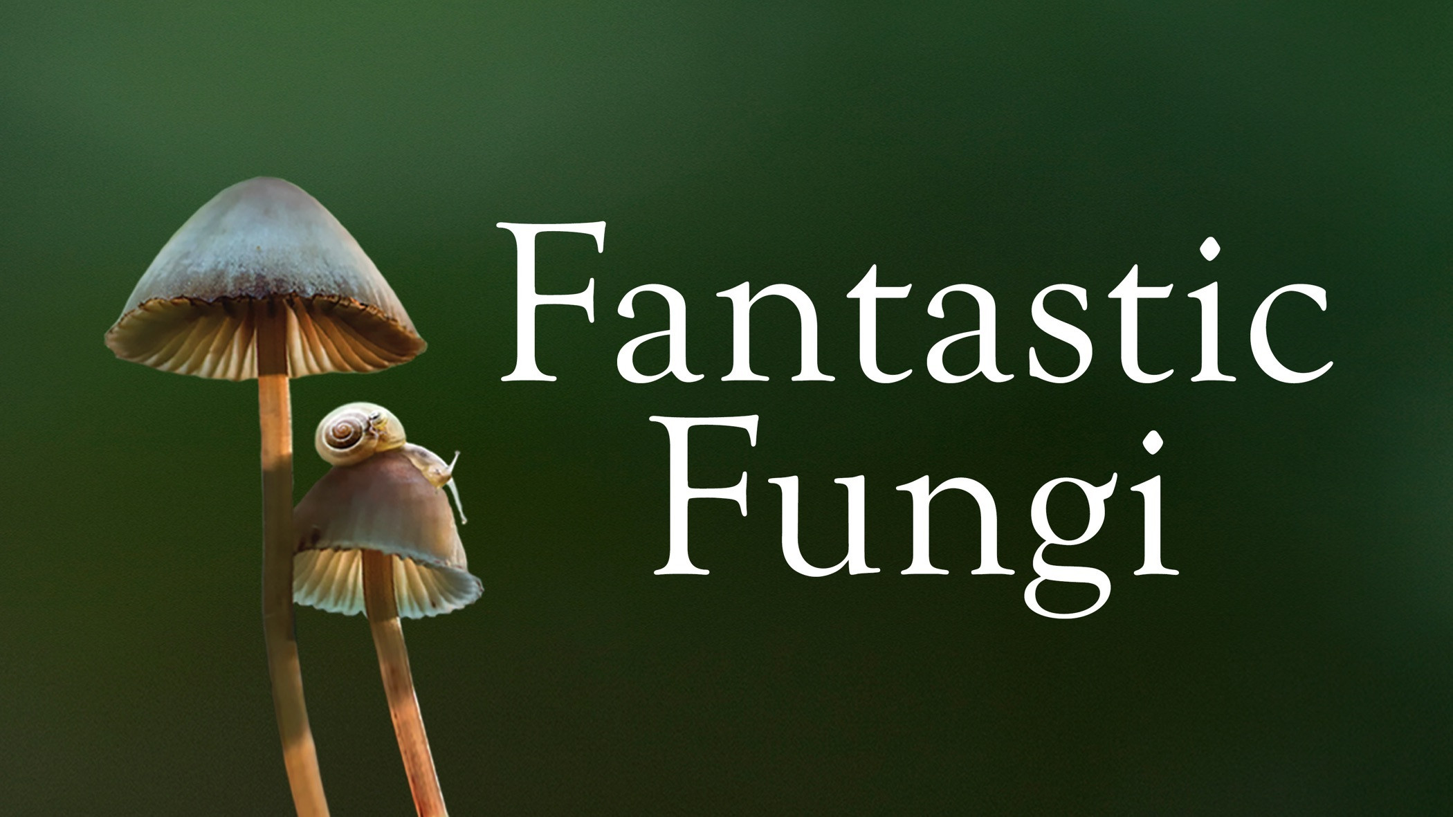 Fantastic Fungi scene photo