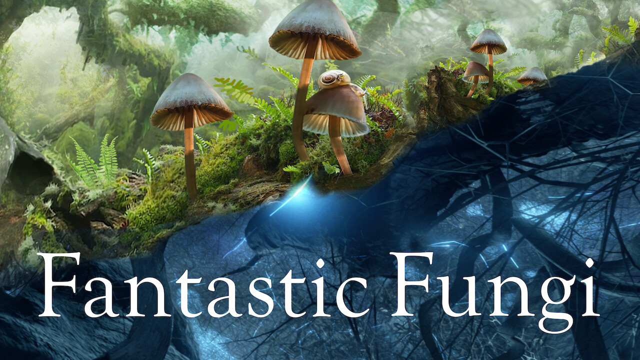Fantastic Fungi scene photo