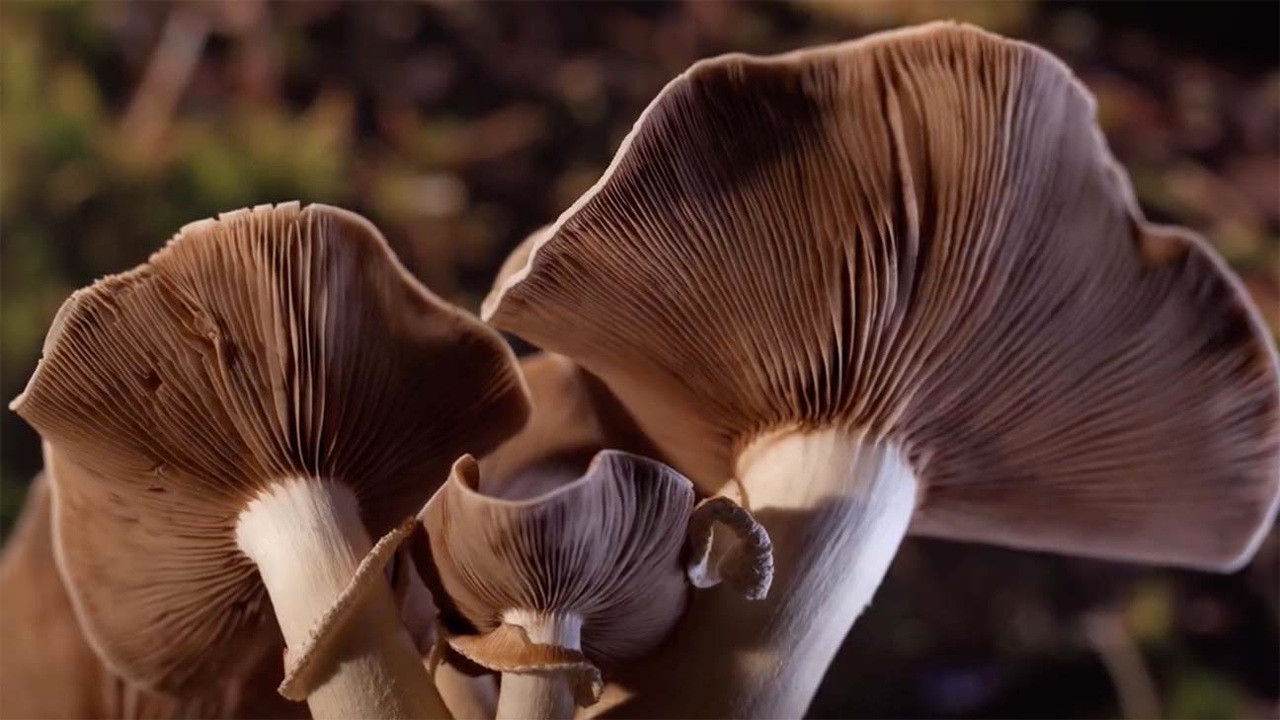 Fantastic Fungi scene photo