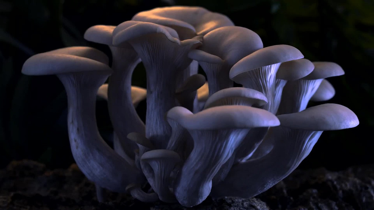 Fantastic Fungi scene photo
