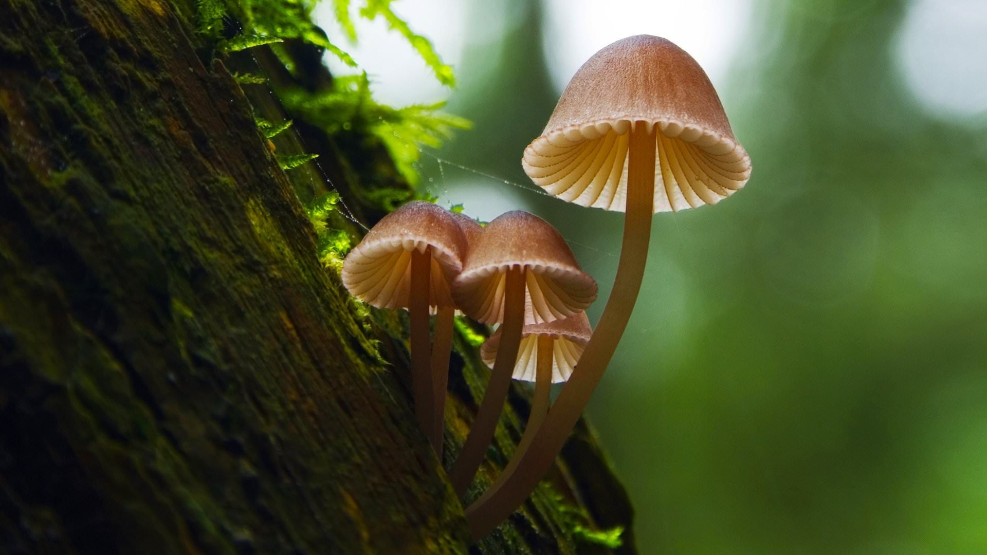 Fantastic Fungi scene photo